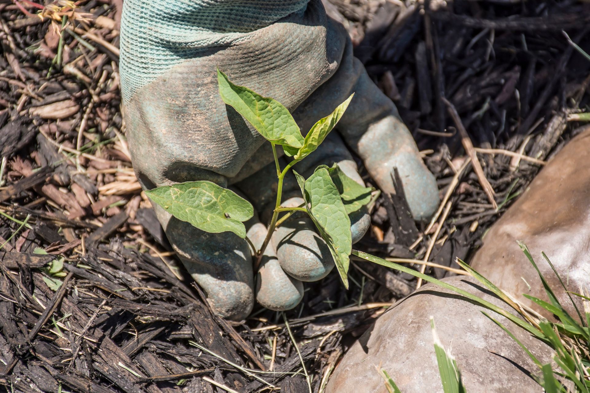 A gloved hand gently pulls a small, green weed from dark garden mulch.