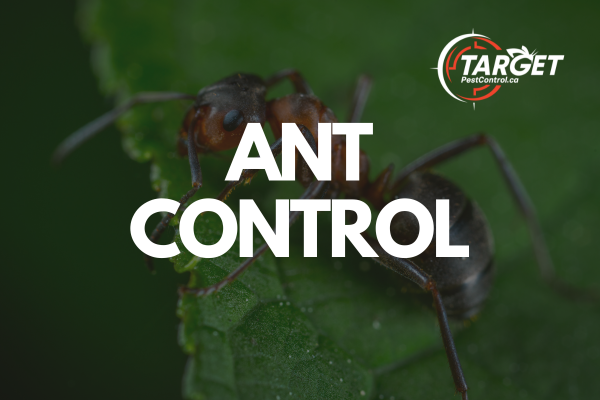 an ant is sitting on a green leaf with the words