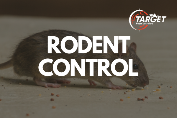 a picture of a rat that says rodent control