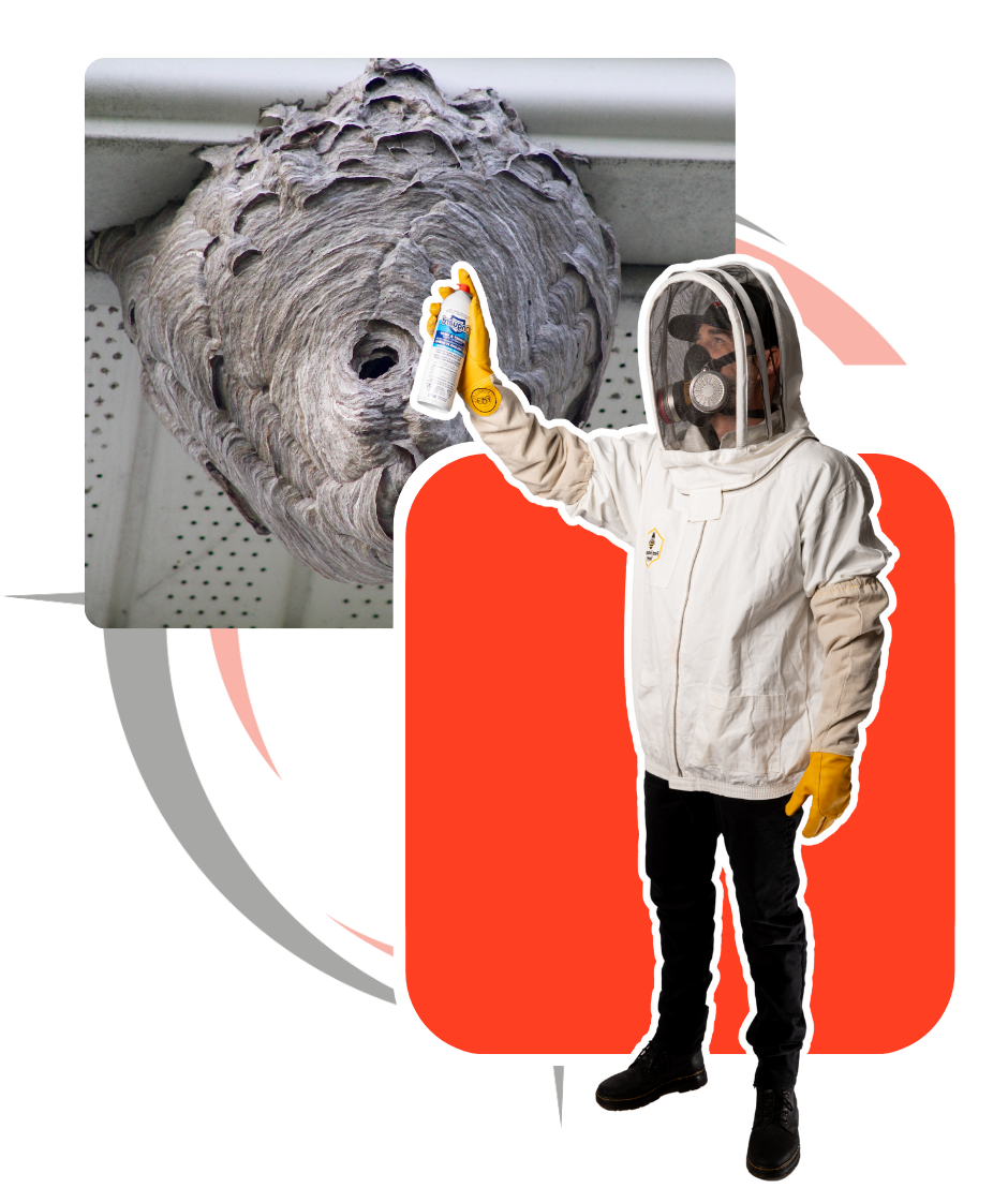A man in a bee suit is spraying a wasp nest