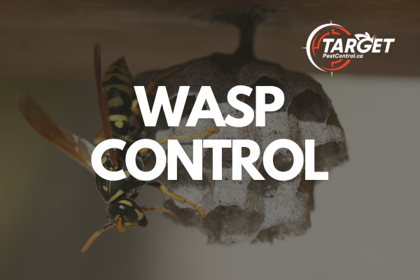a wasp sitting on top of a rock with the words wasp control below it