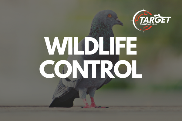 a pigeon is standing in front of a sign that says wildlife control