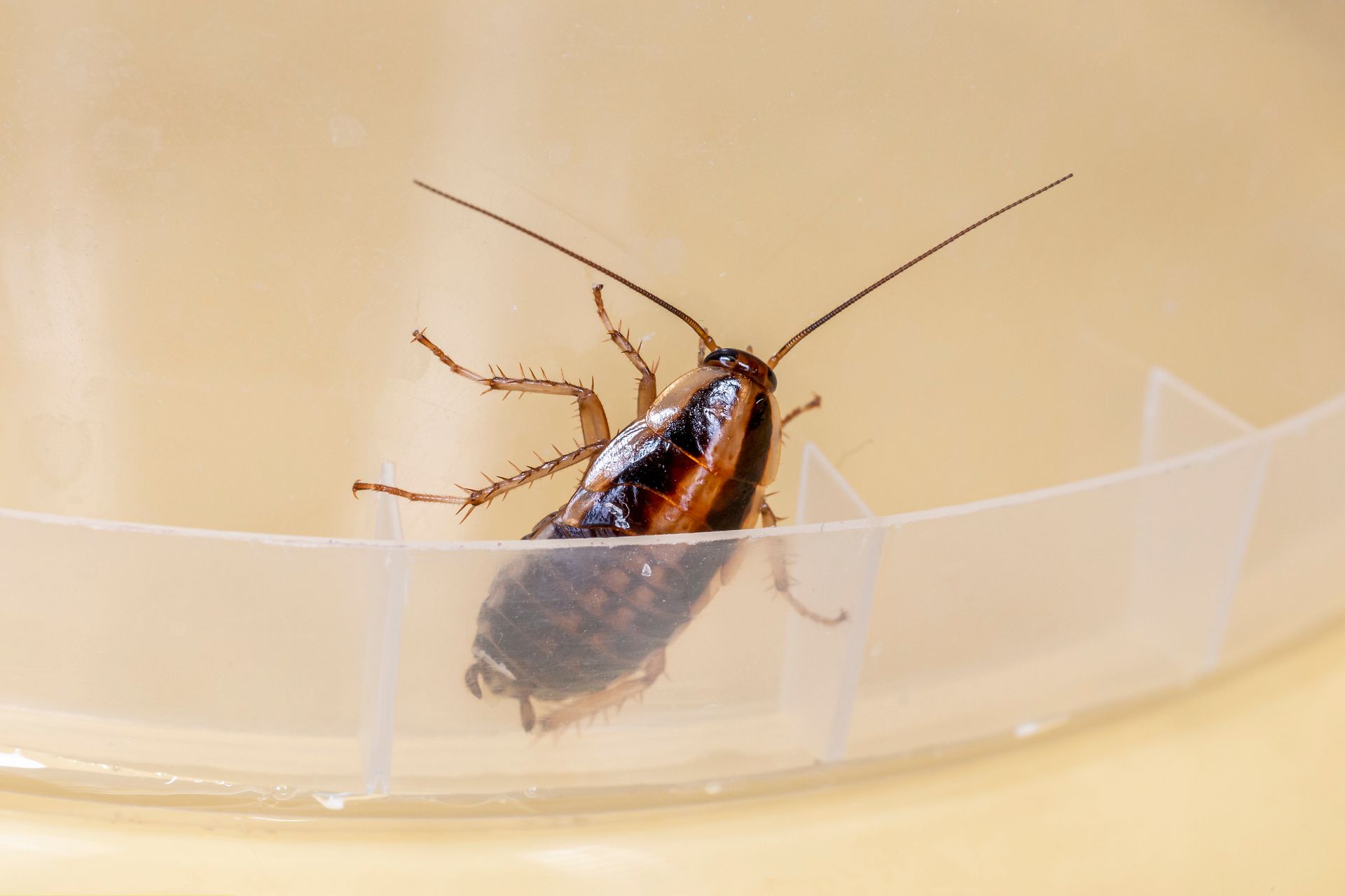A cockroach is sitting in a clear plastic container