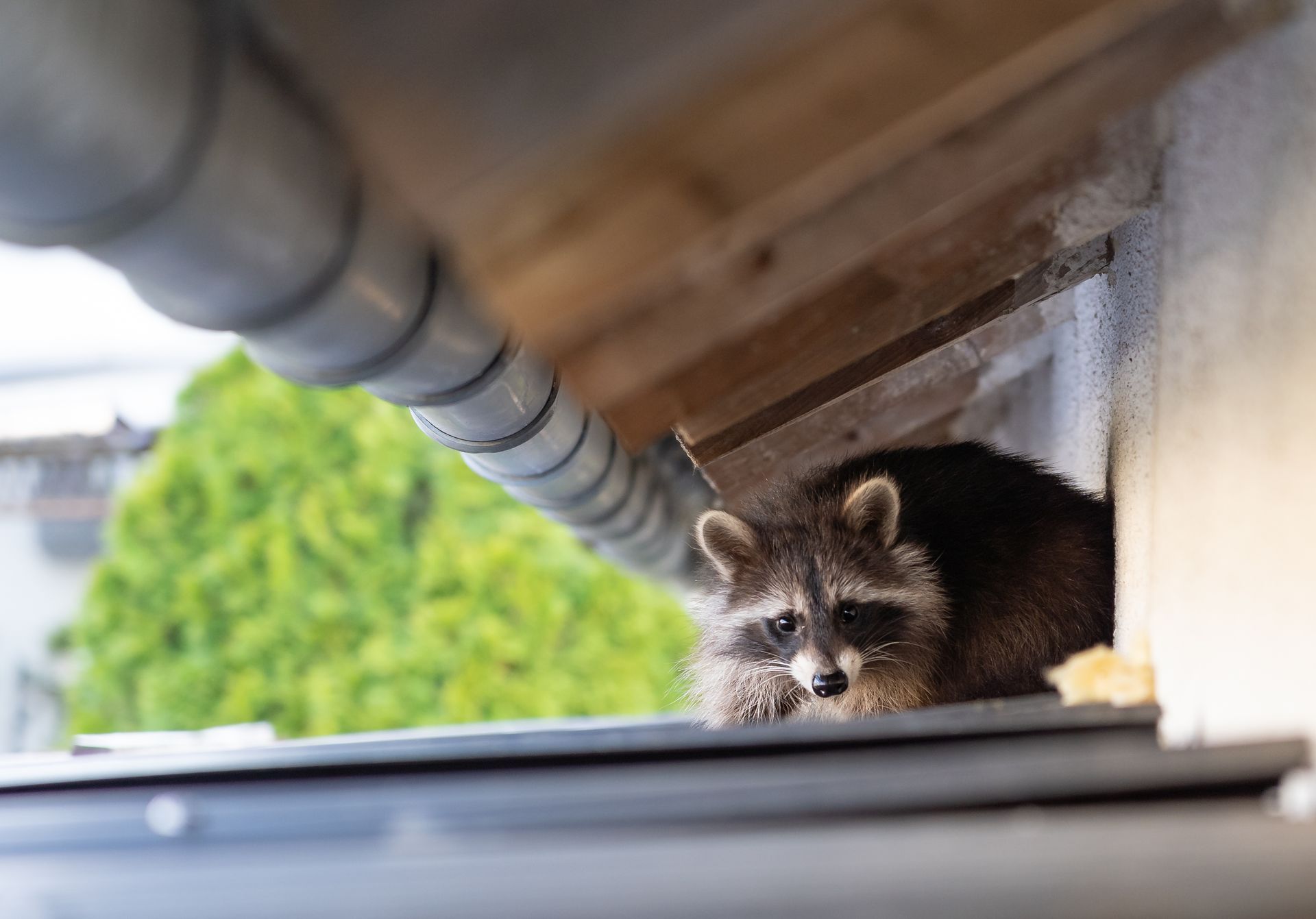 A raccoon is looking out of a window under a roof.