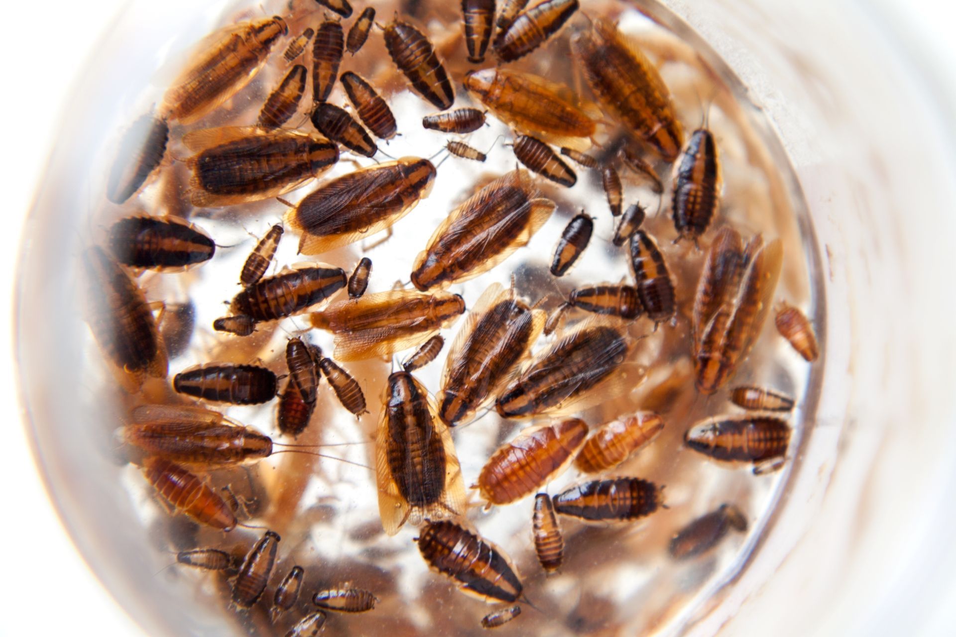 A bunch of cockroaches are floating in a glass of water
