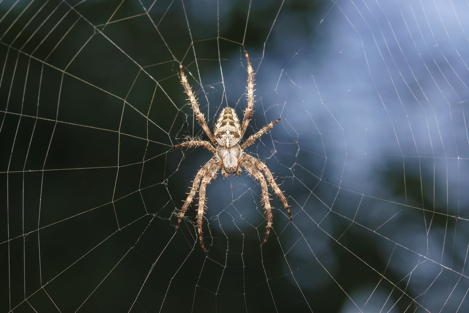 A spider is sitting in the middle of a web