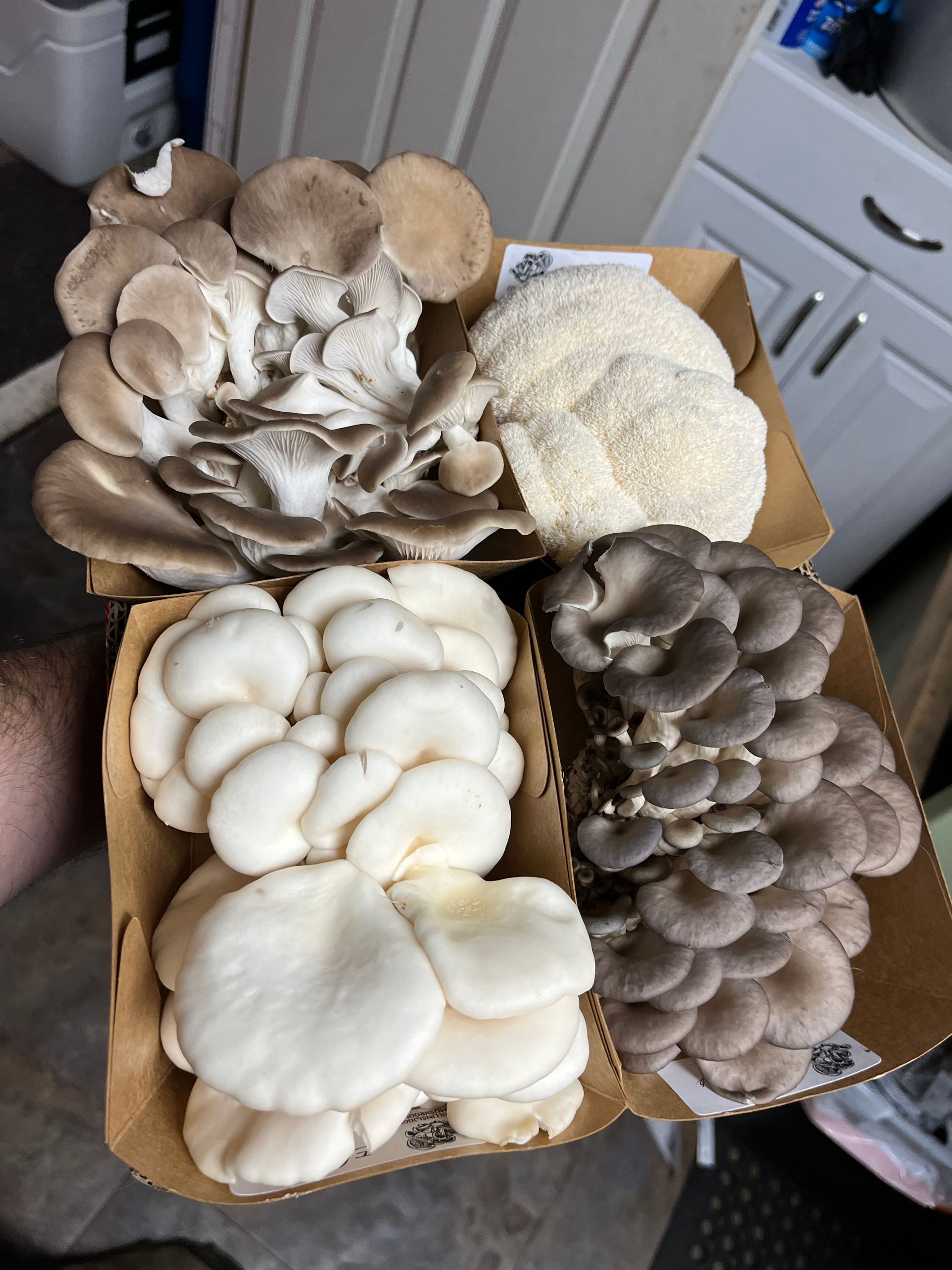 Oyster Mix Box