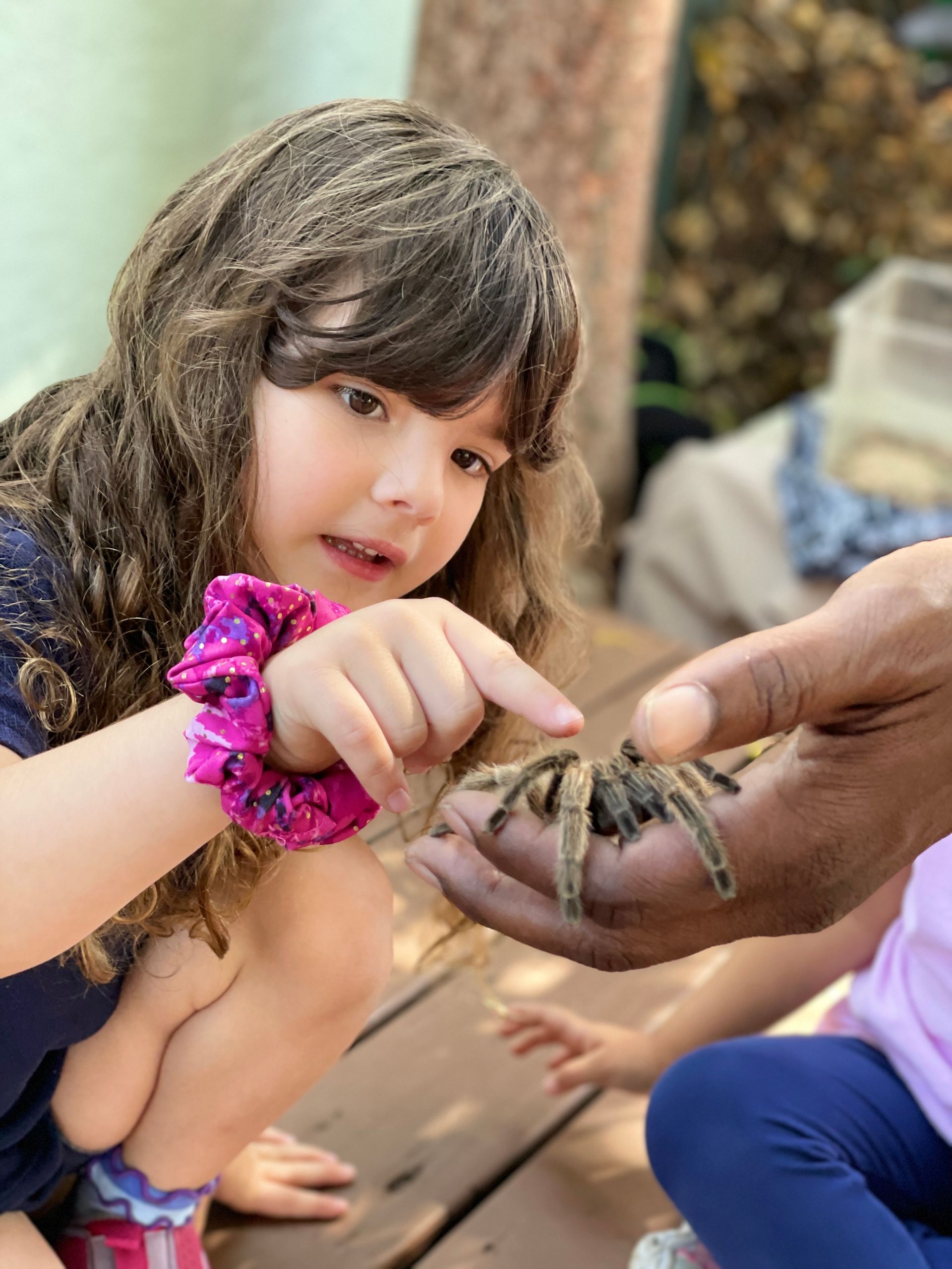 Montessori child reaching toward a tarantula being held on an adult’s hand outdoors