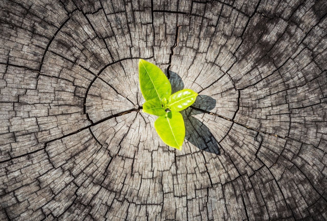 A small green plant is growing out of a tree stump.