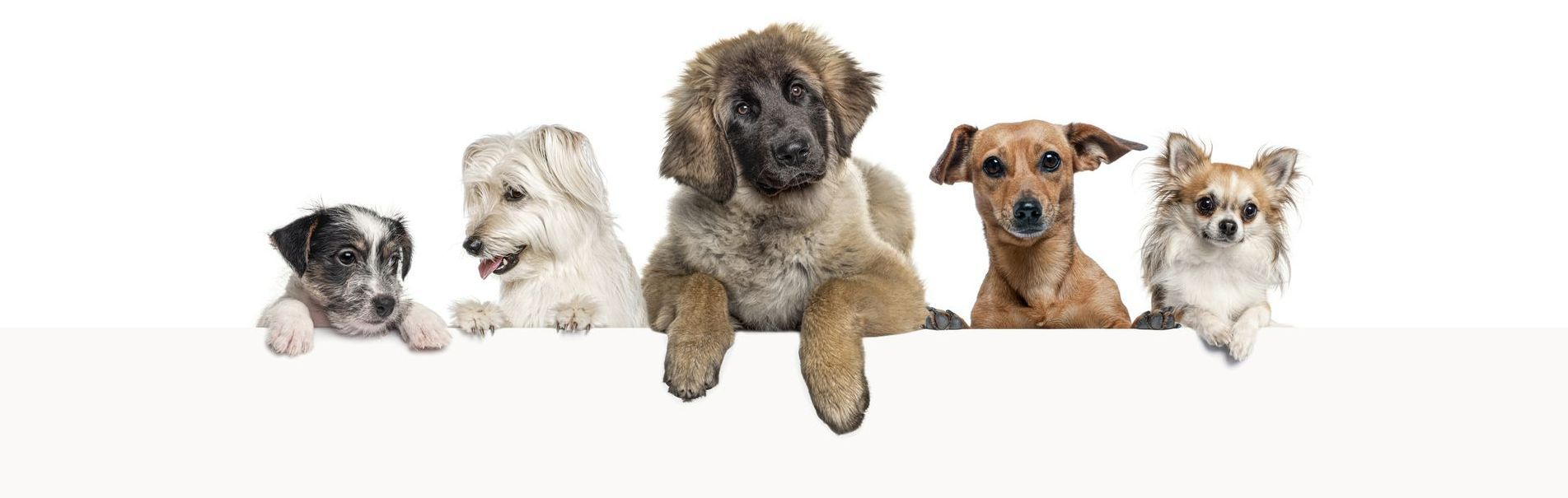 Dog Sitting — Group of Dogs in Baton Rouge, LA Dog Sitting — Group of Dogs in Baton Rouge, LA