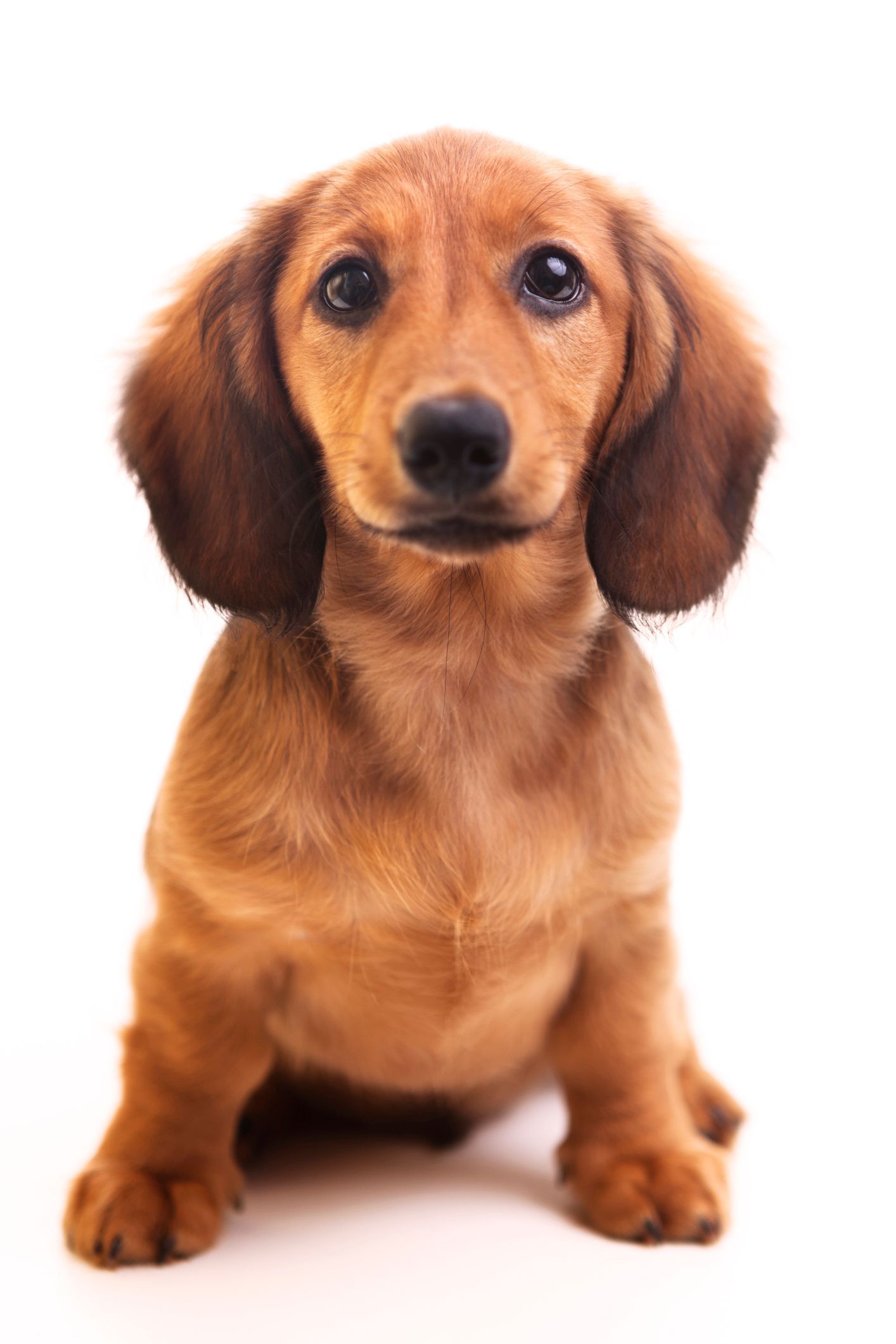 Dog Caring — Two Dog in Baton Rouge, LA Dog Caring — Two Dog in Baton Rouge, LA