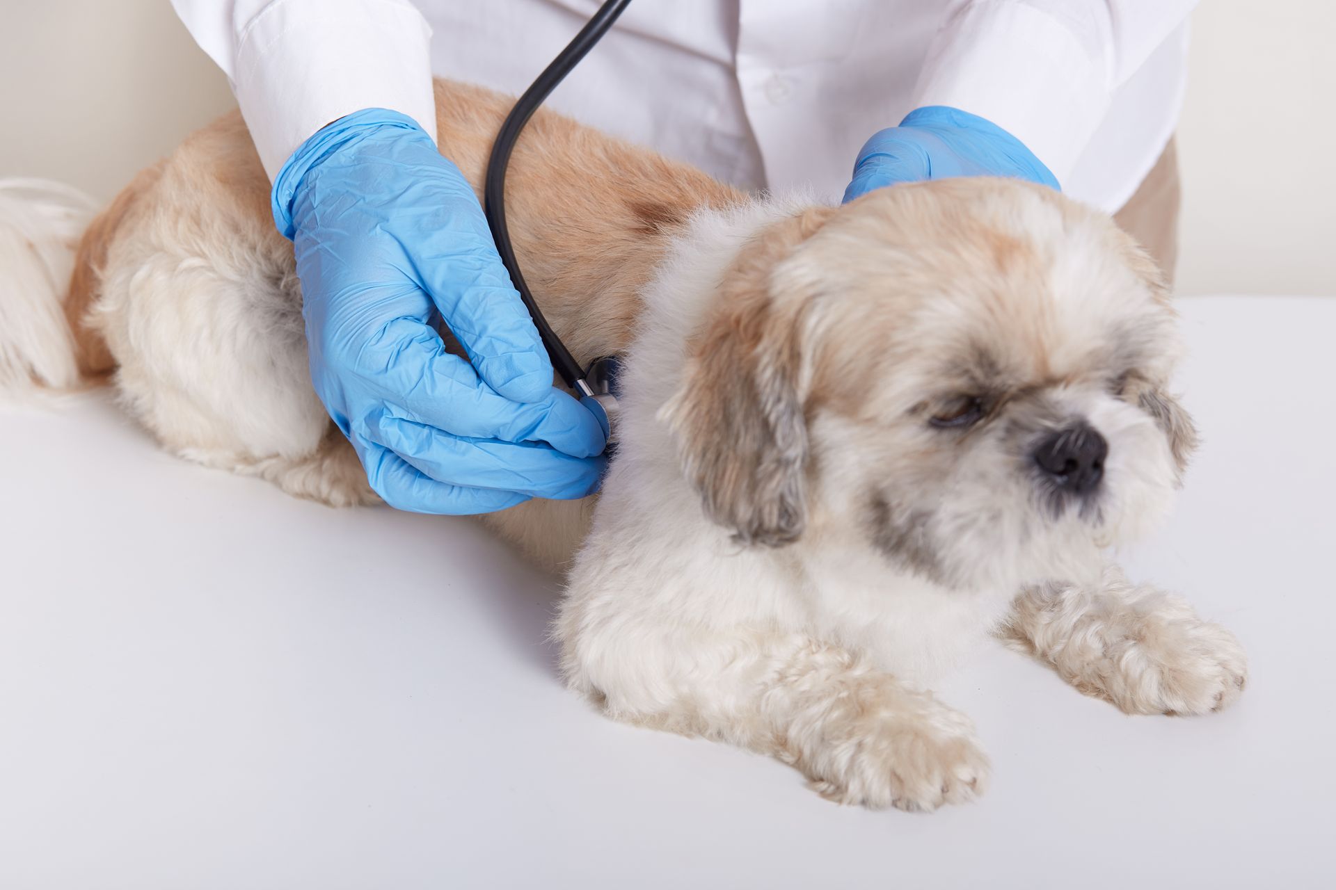 Veterinarian in blue gloves examining a small white-and-brown dog on a table