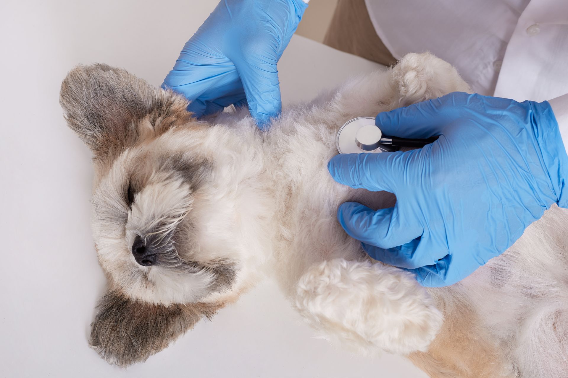 veterinarian examining dog with stethoscope 