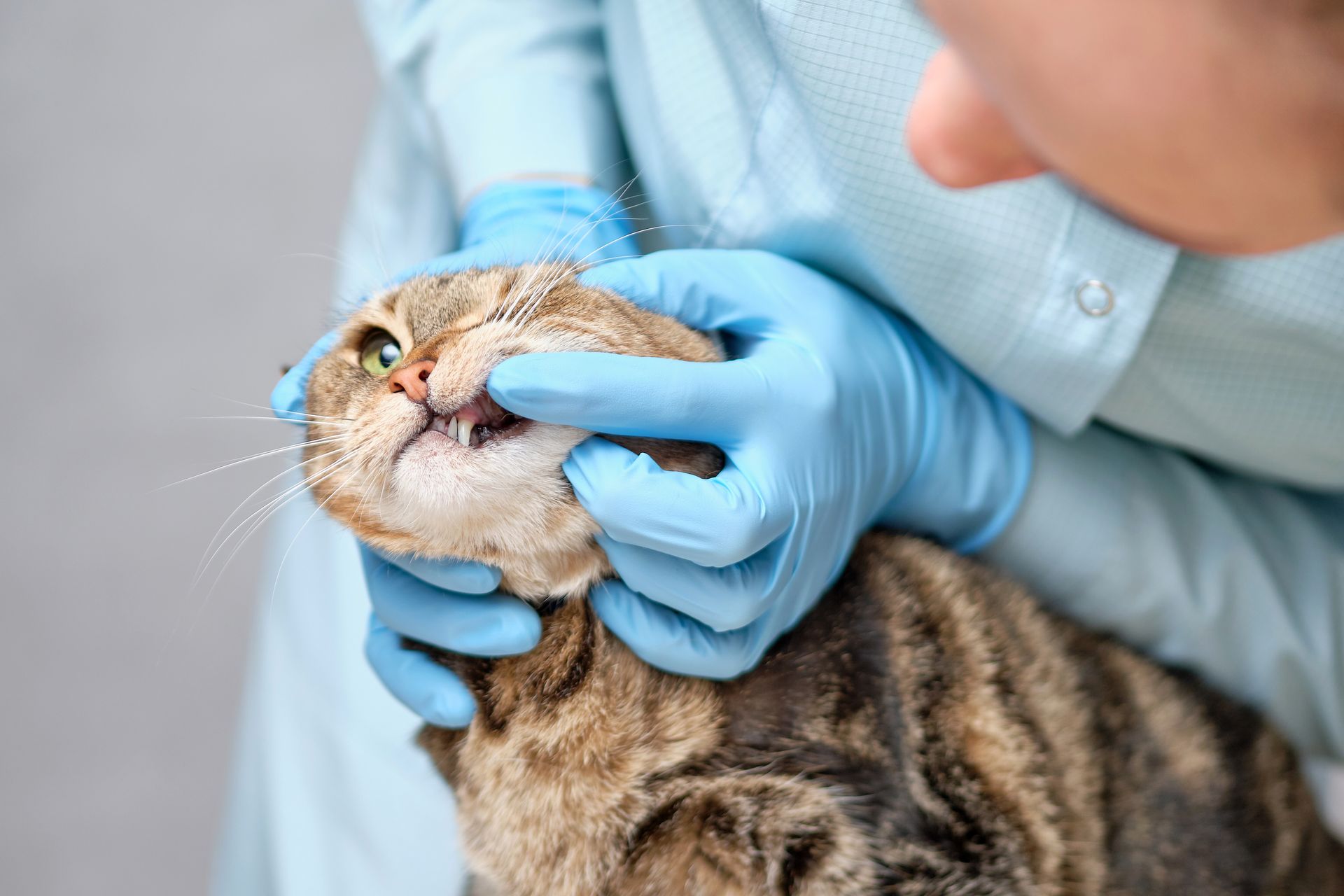 Vet in blue gloves examines a tabby cat’s mouth during a checkup.