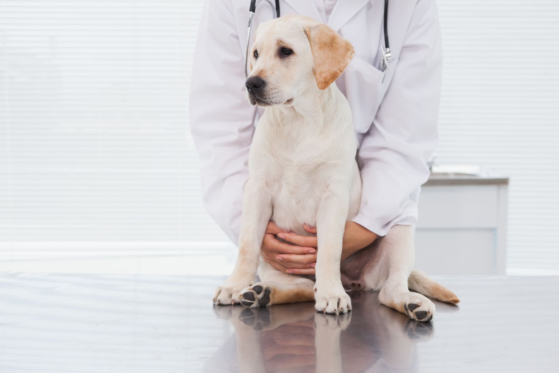 Veterinarian examining a white dog on a clinic table