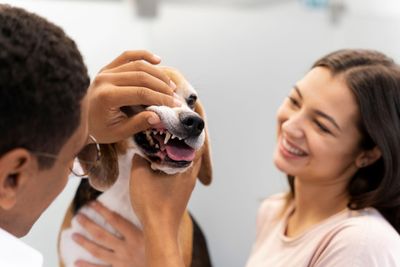 Veterinarian checking a smiling dog while a woman looks on in a clinic