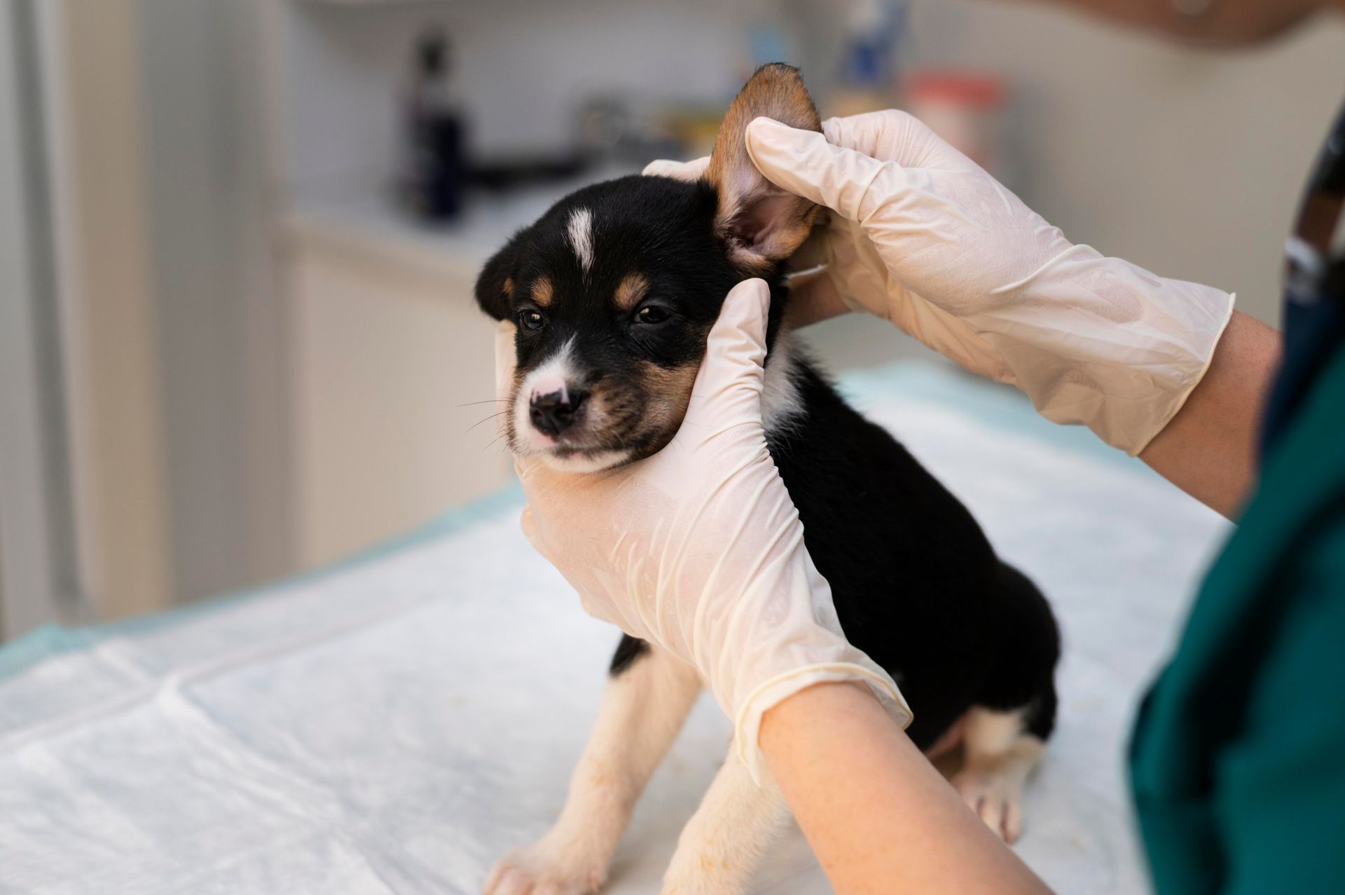 Veterinarian in gloves examining a small black-and-tan puppy on an exam table