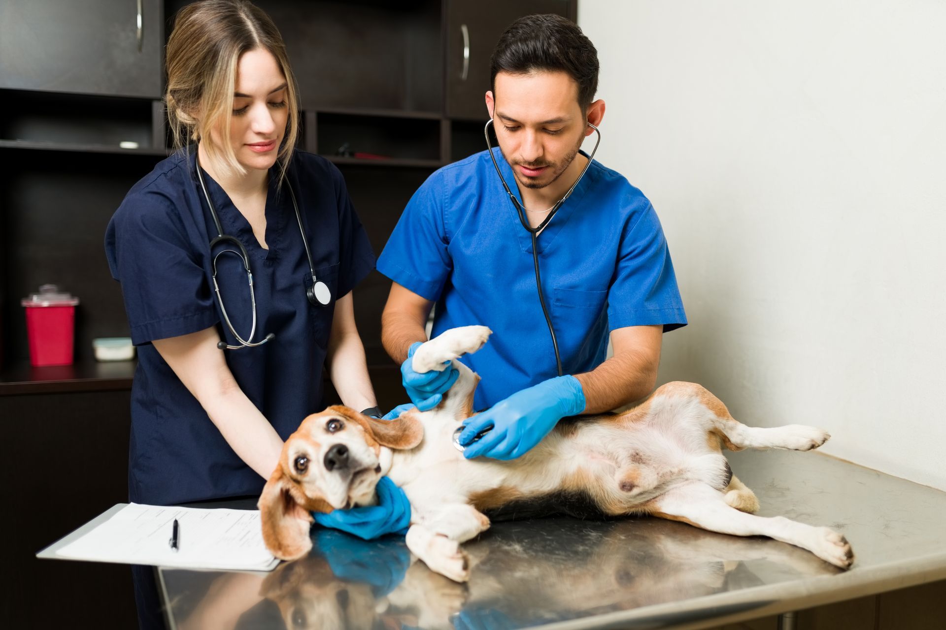 Veterinarians in scrubs examine a beagle on an exam table in a clinic