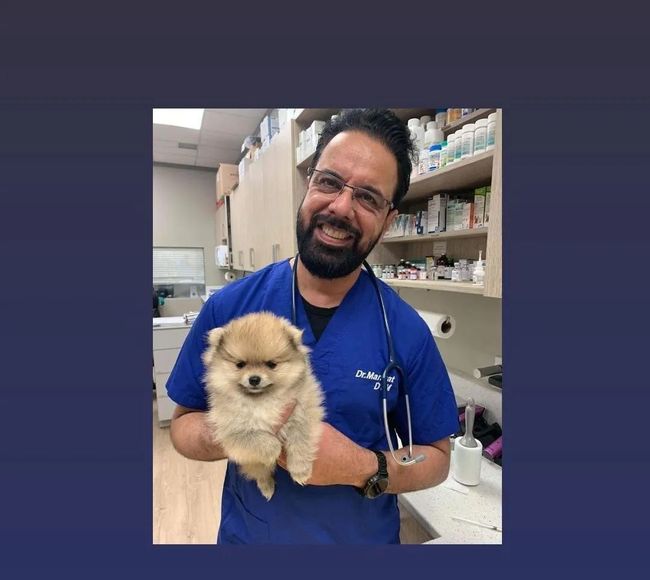 Dr. Sandeep Mangat – Veterinarian at Auburn Bay Vet Clinic Holding a Pomeranian Patient