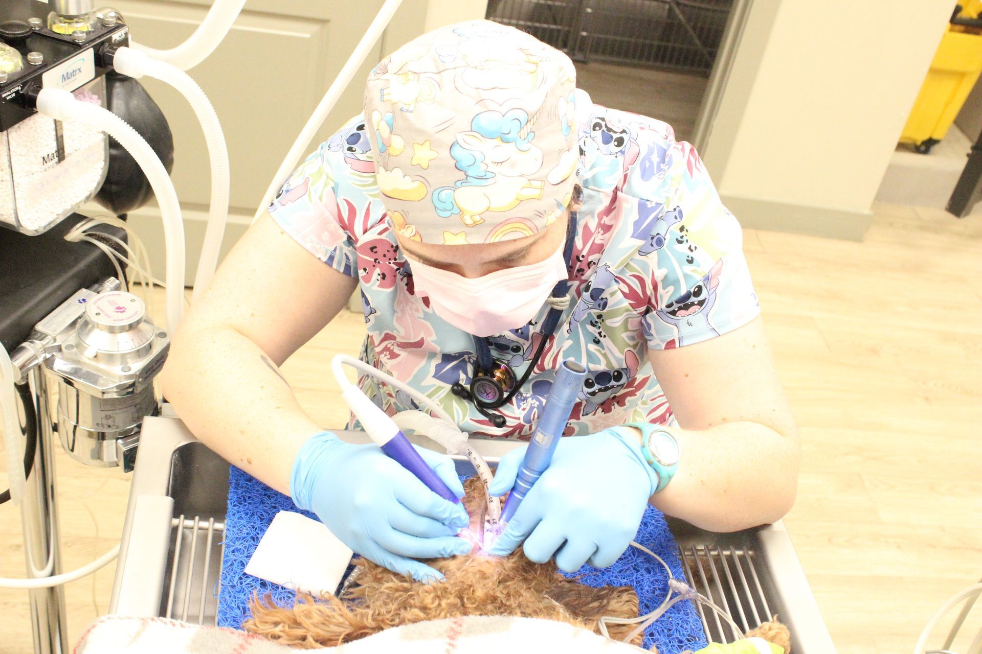 veterinarian performing dental procedure on pet