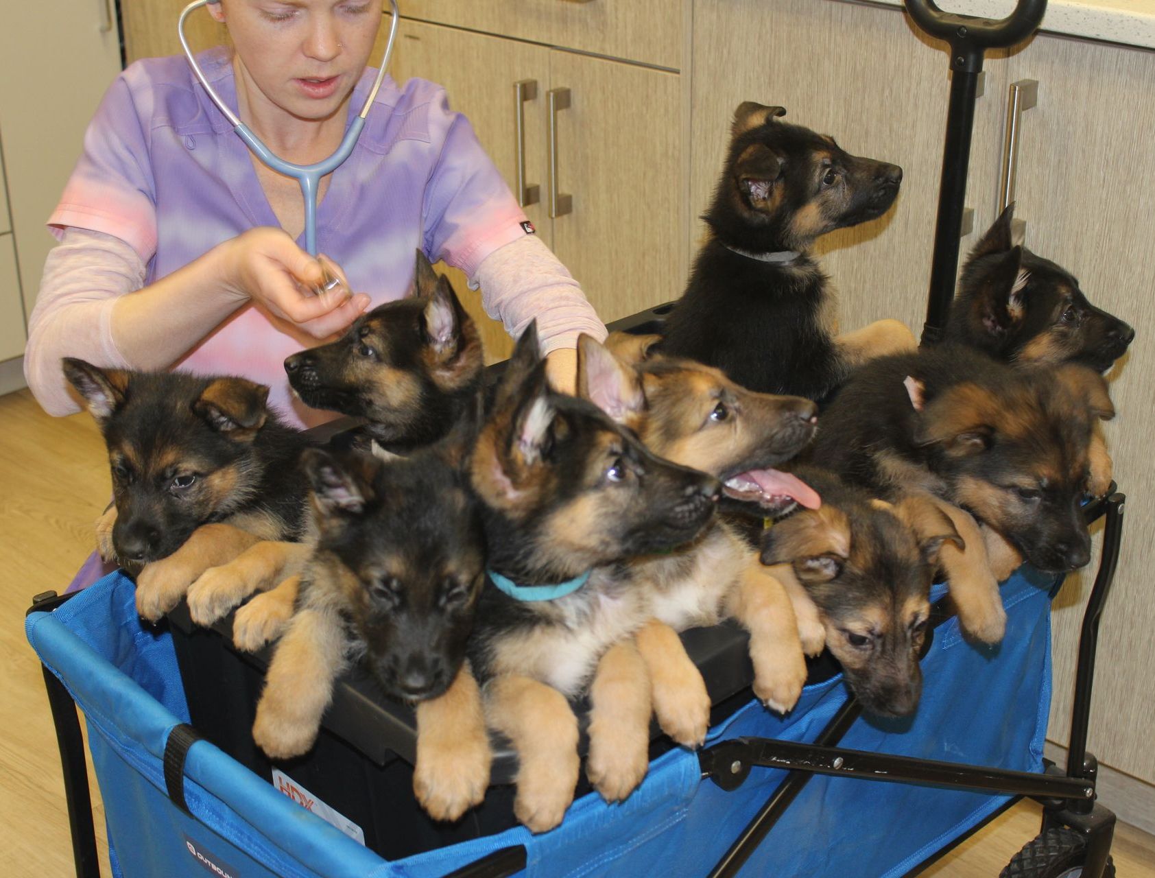 puppies are getting check in a veterinary clinic