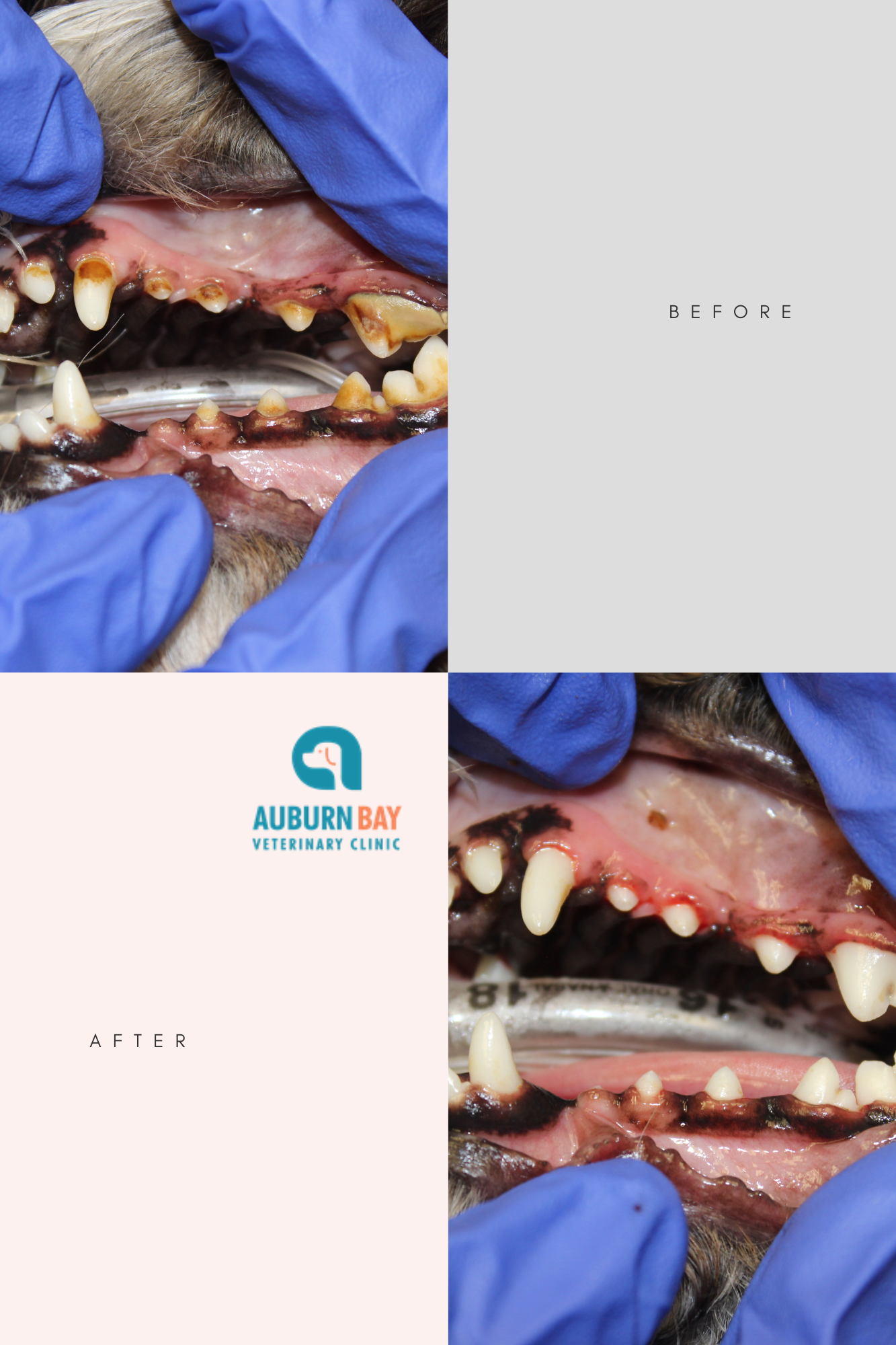 female veterinarian inspecting dog s teeth clinic