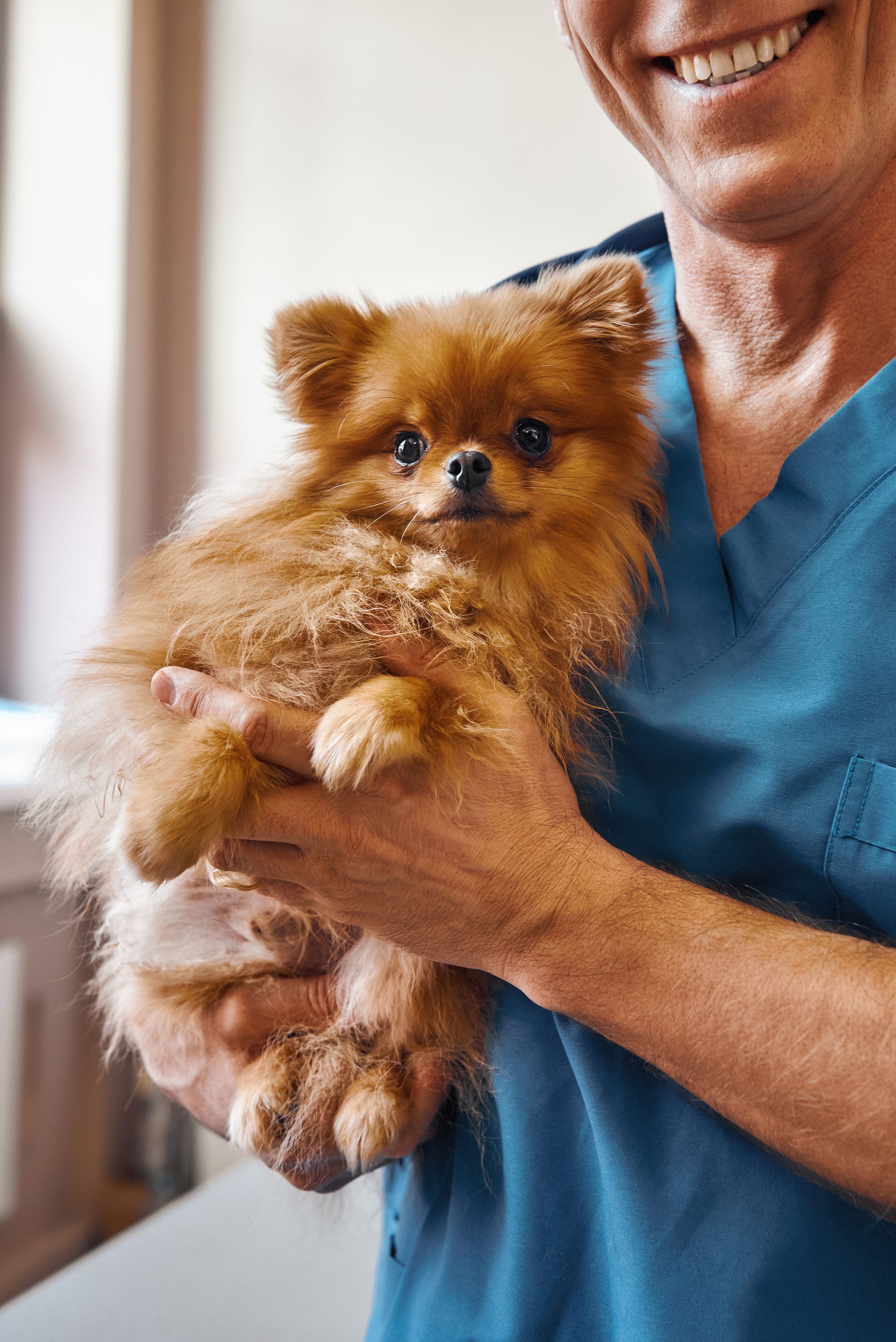 before check up cheerful male vet holding cute little dog with scared eyes while standing veterinary clinic pet care