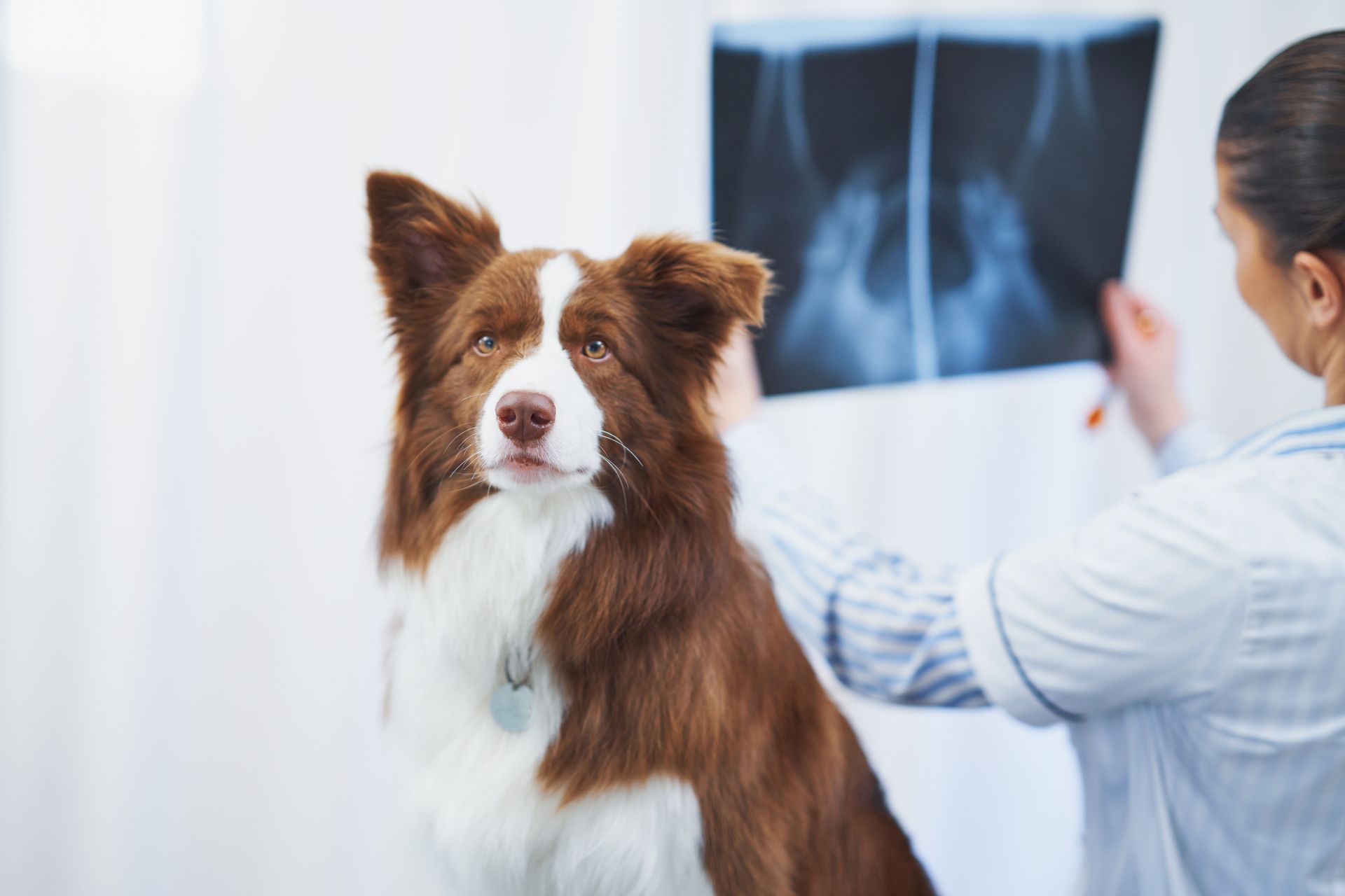 veterinarian reviewing dog x-ray