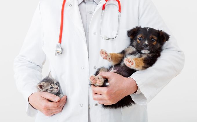 Veterinarian in white coat holding a kitten and a small puppy with a stethoscope around the neck