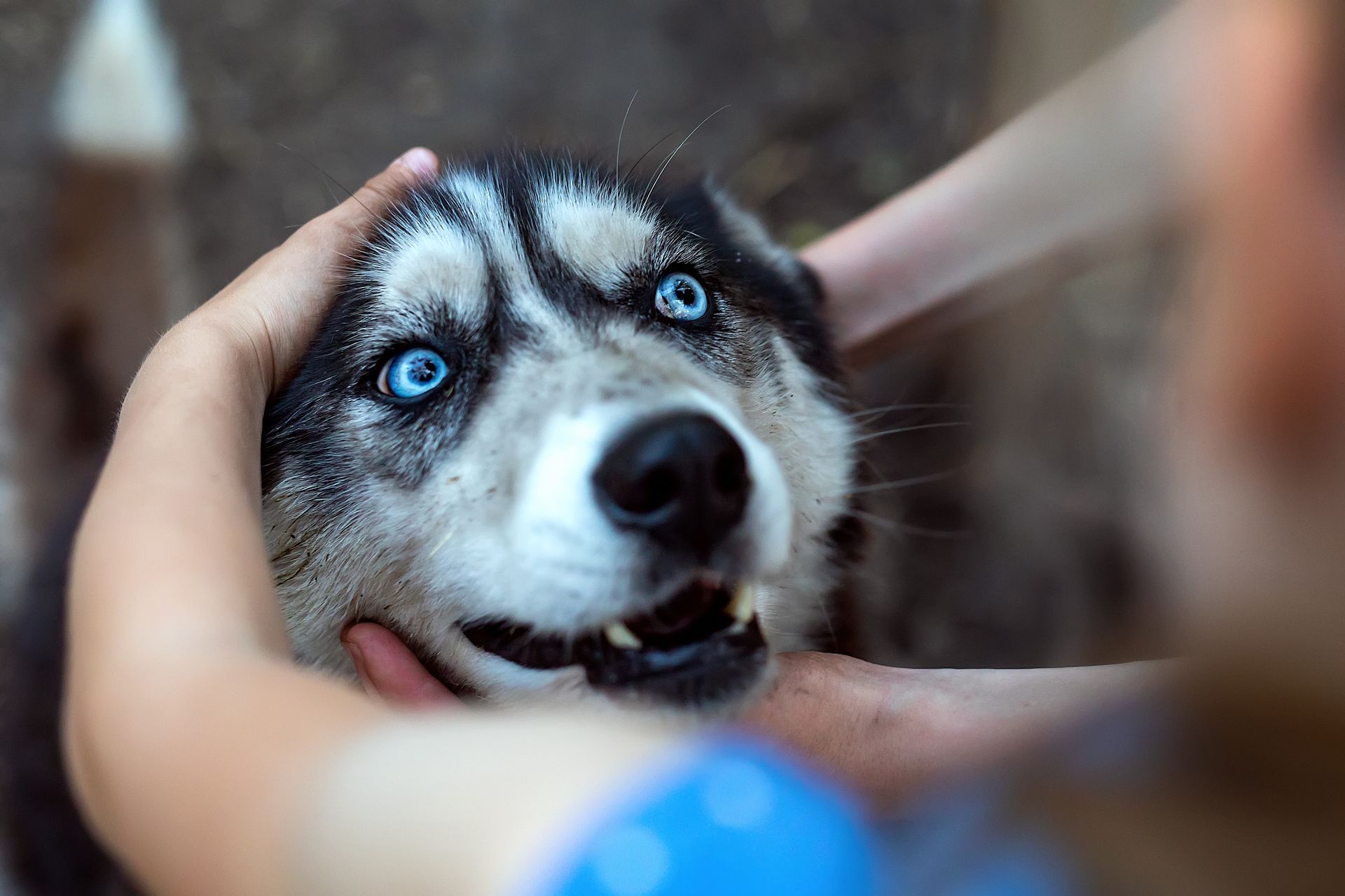 Husky with blue eyes being gently held, looking up while being petted