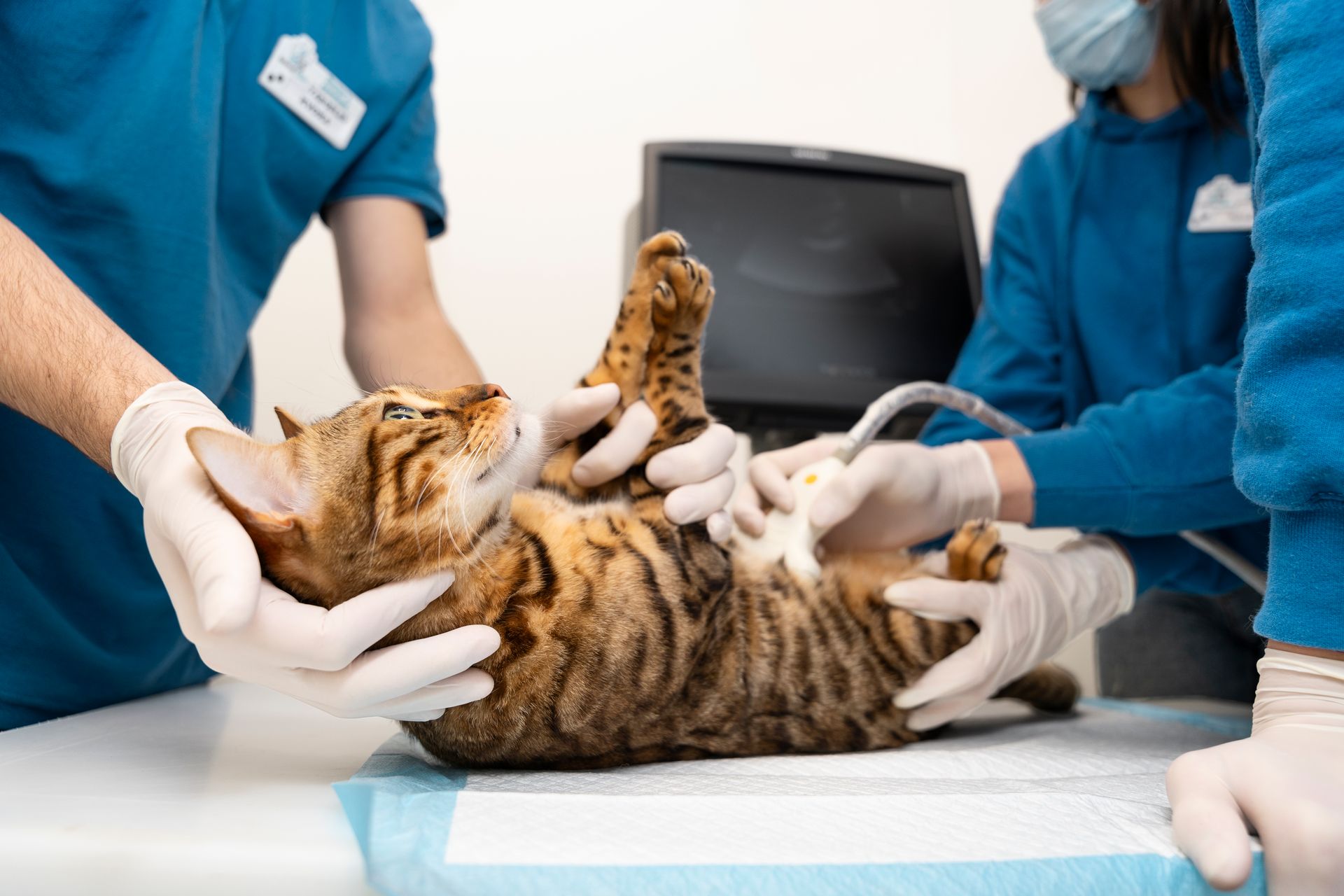 Veterinarians in blue scrubs and gloves examine a cat on an exam table.