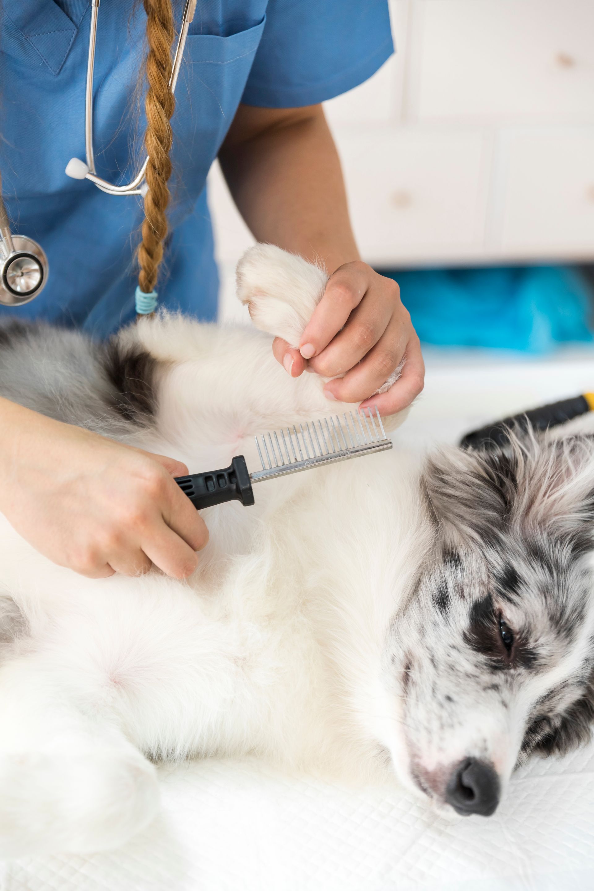 veterinarian checking dog for fleas