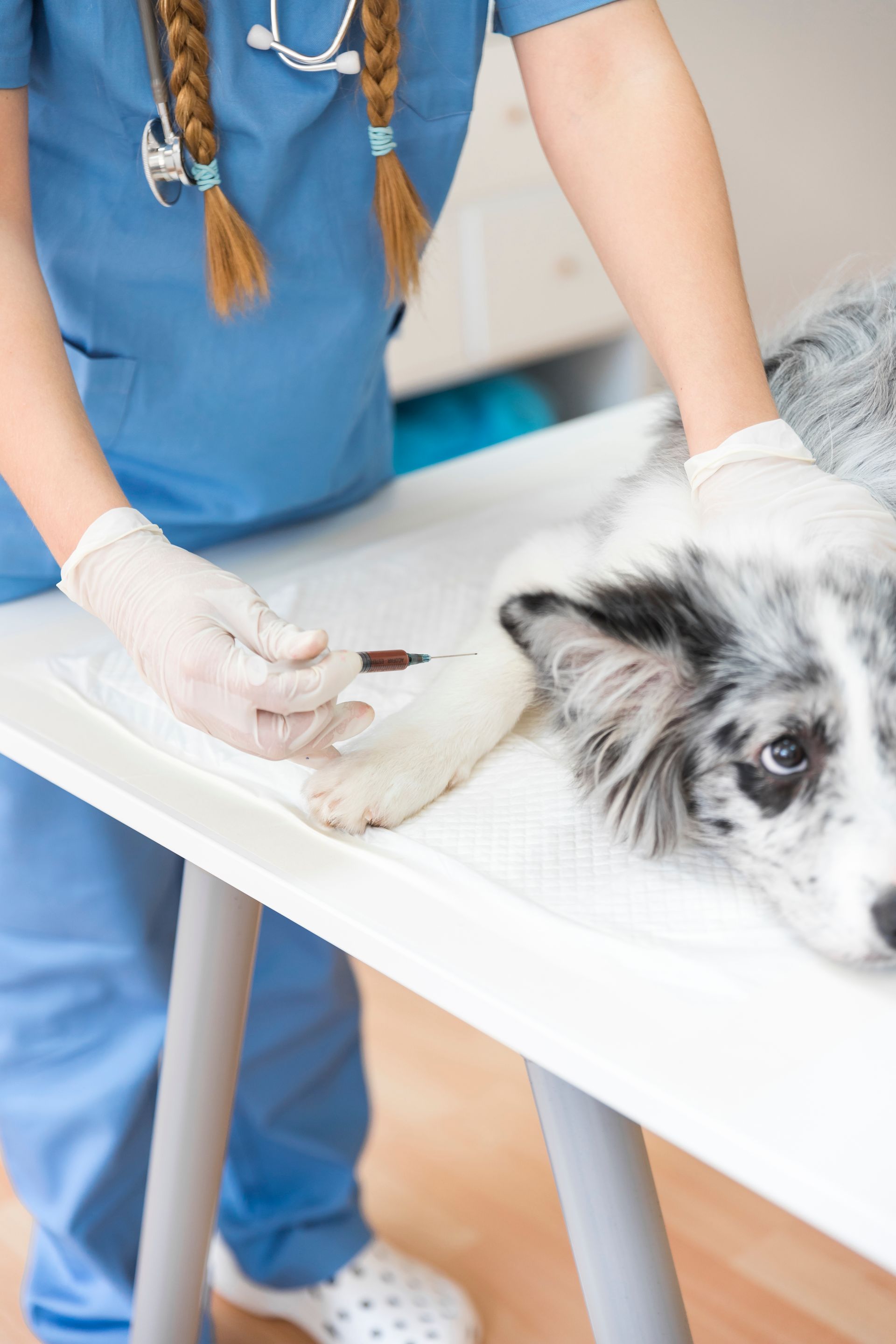 veterinarian giving injection to dog
