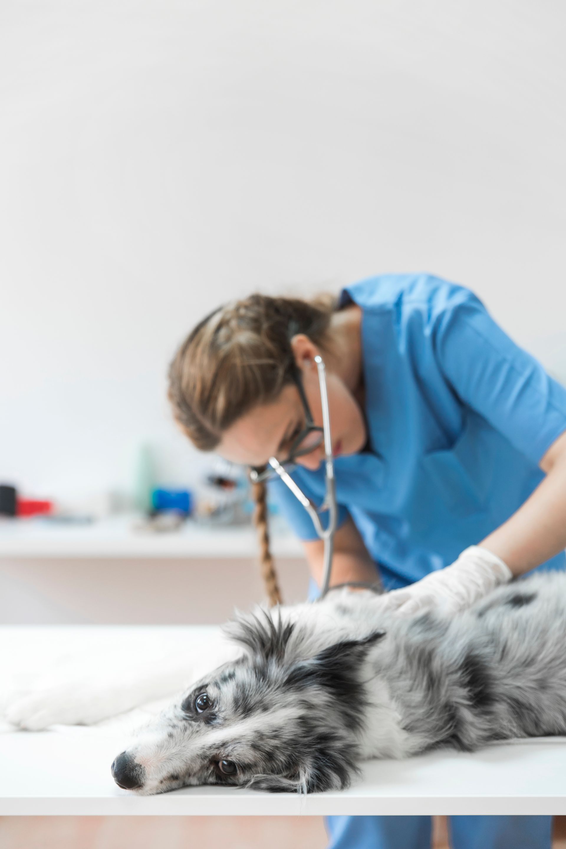 Veterinarian examining a sleeping gray dog on a clinic table