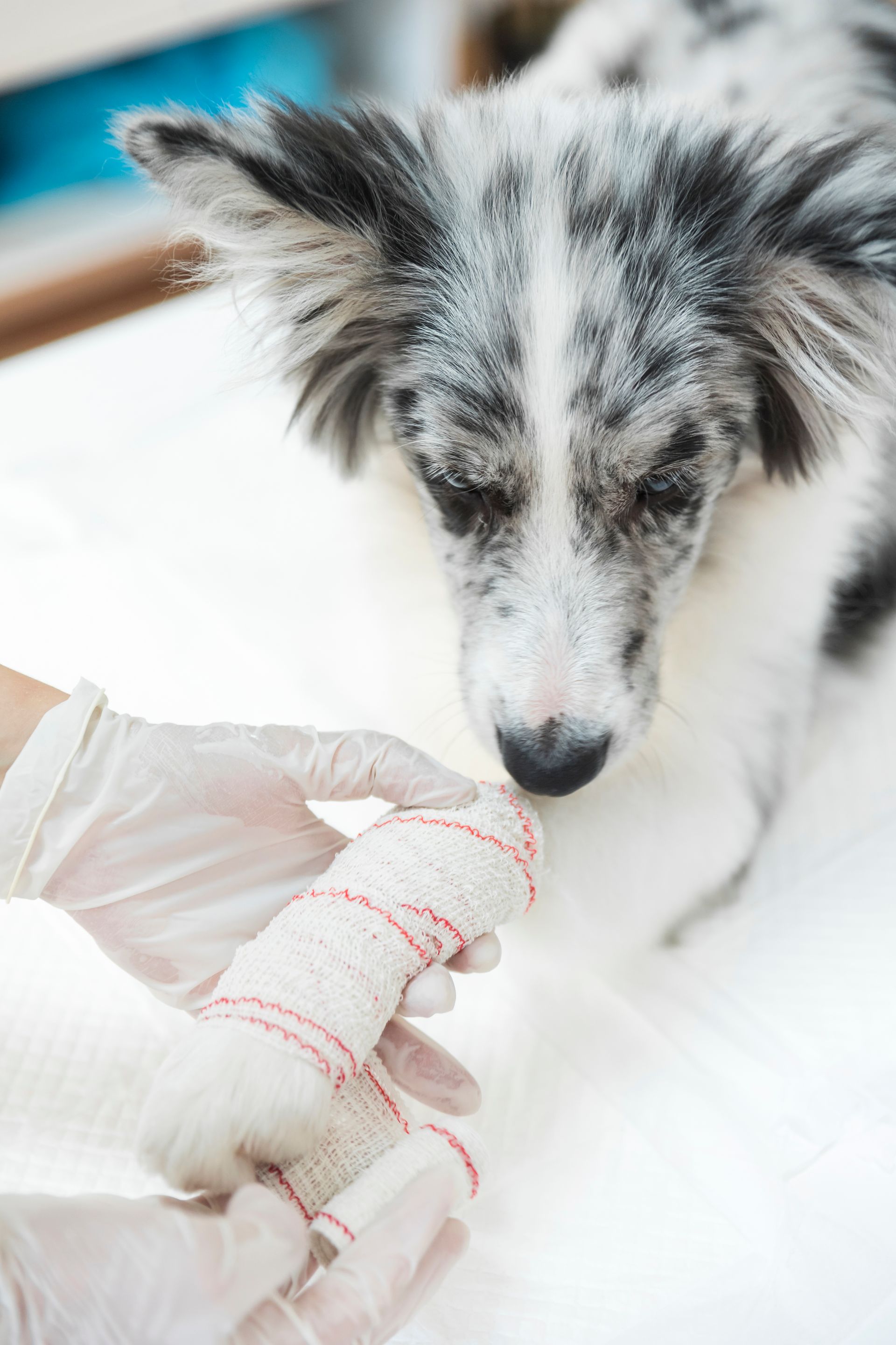 close-up of an injured dog with a white bandage on its paw