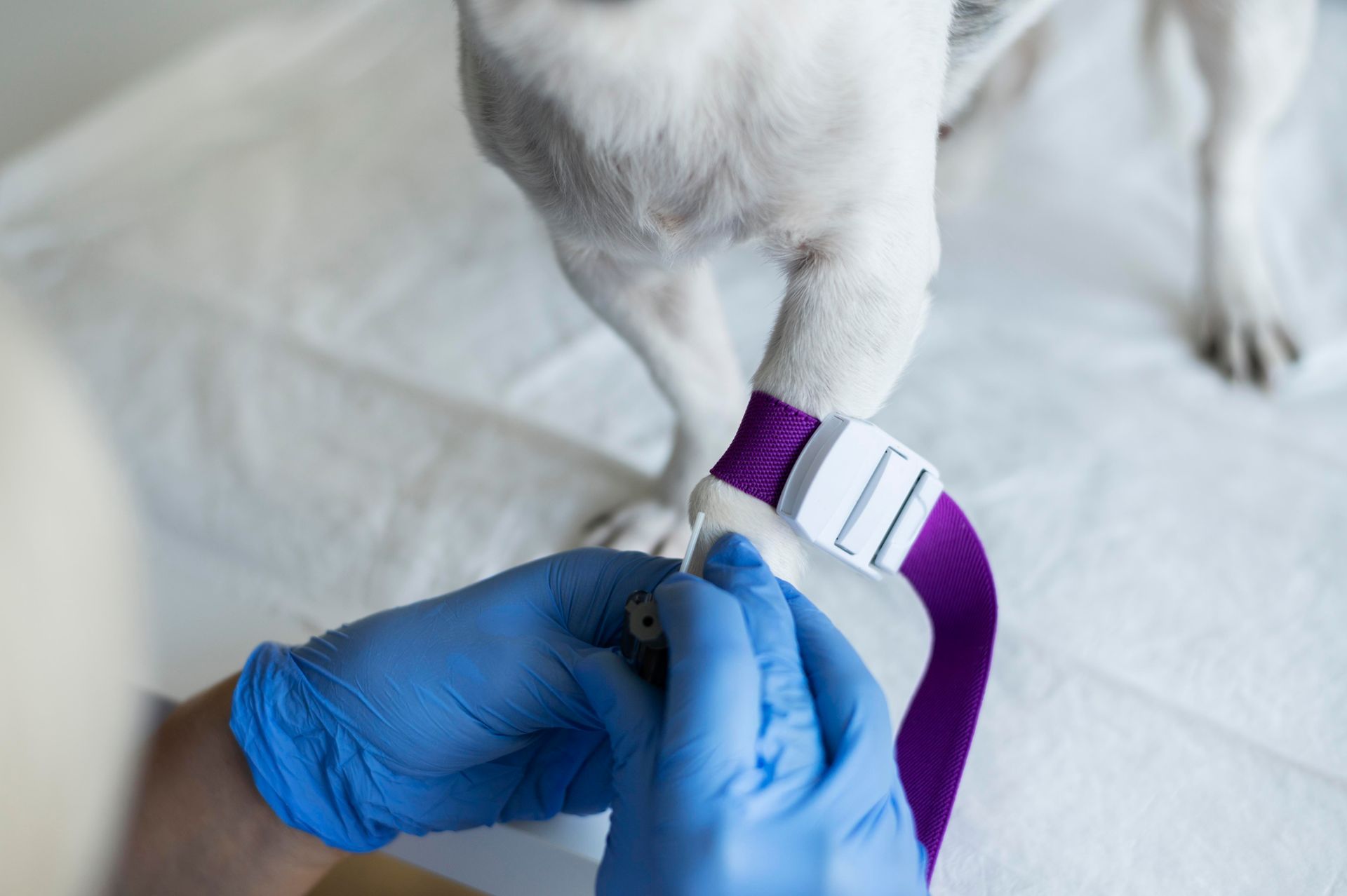 veterinarian placing bandage on dog leg