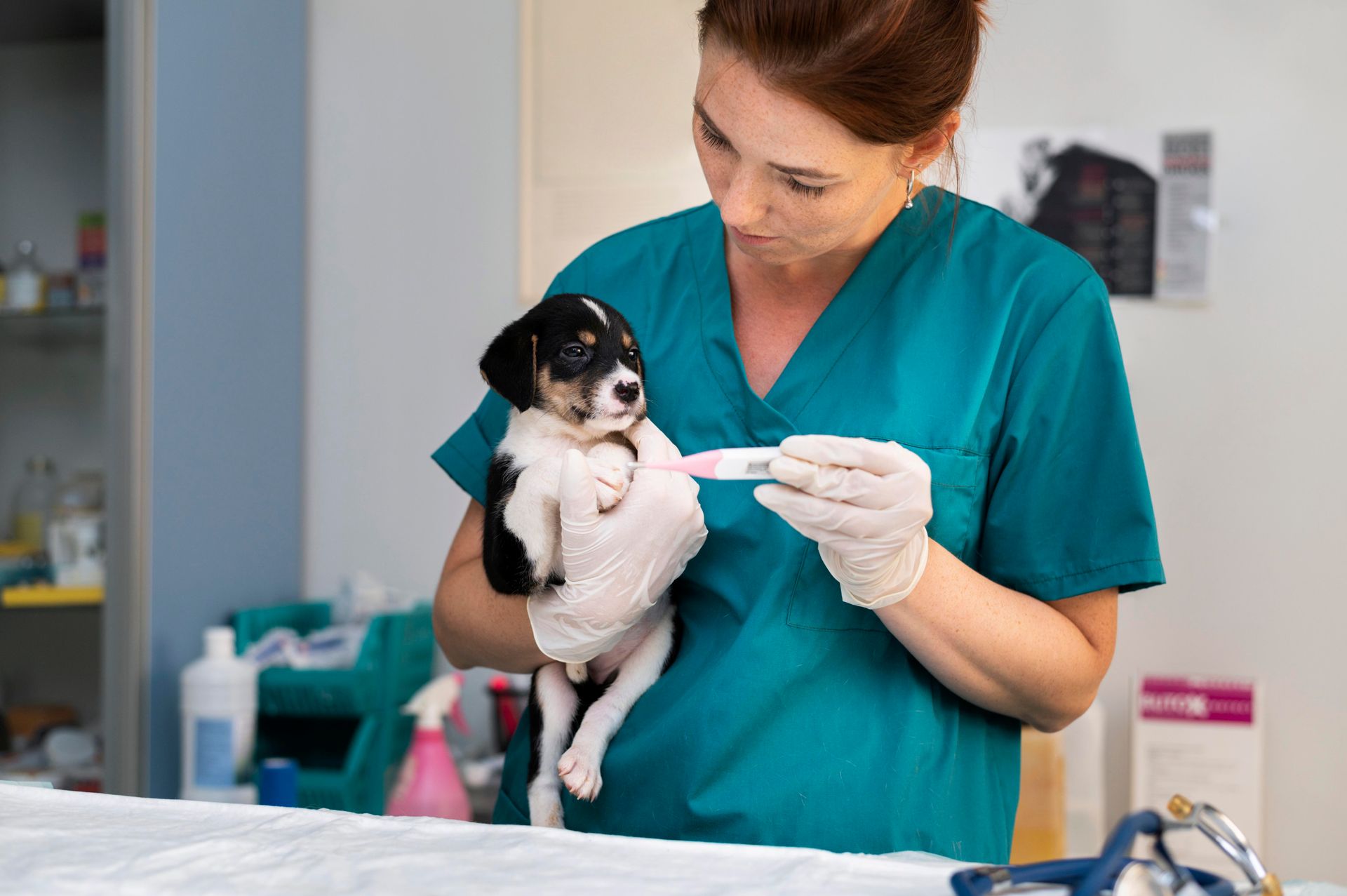veterinarian examining puppy in clinic