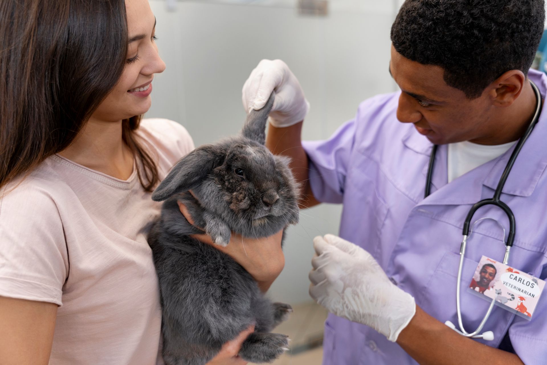 Veterinarian examining a gray rabbit while a woman watches in the background