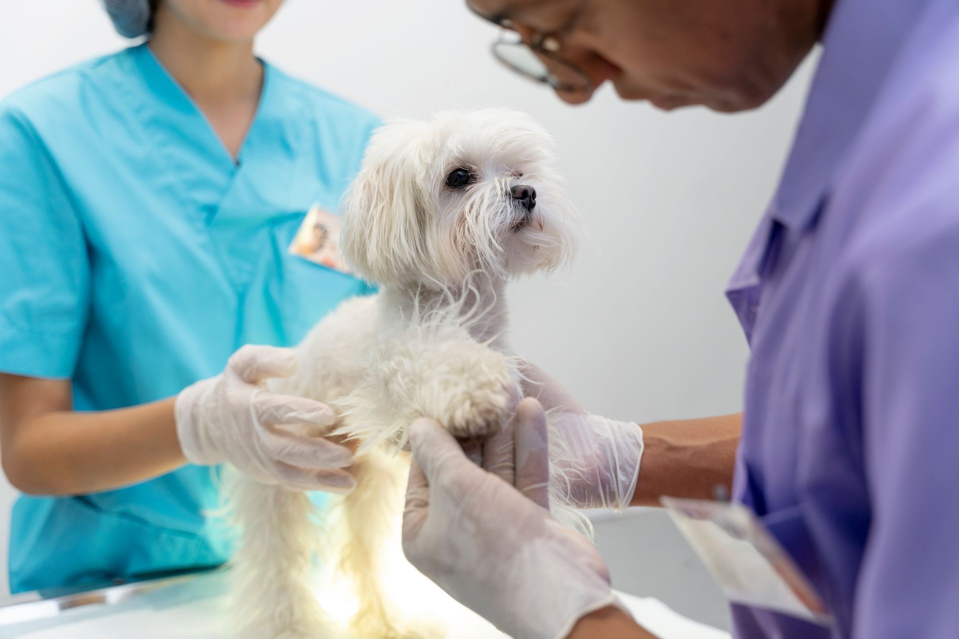 veterinarian examining small dog