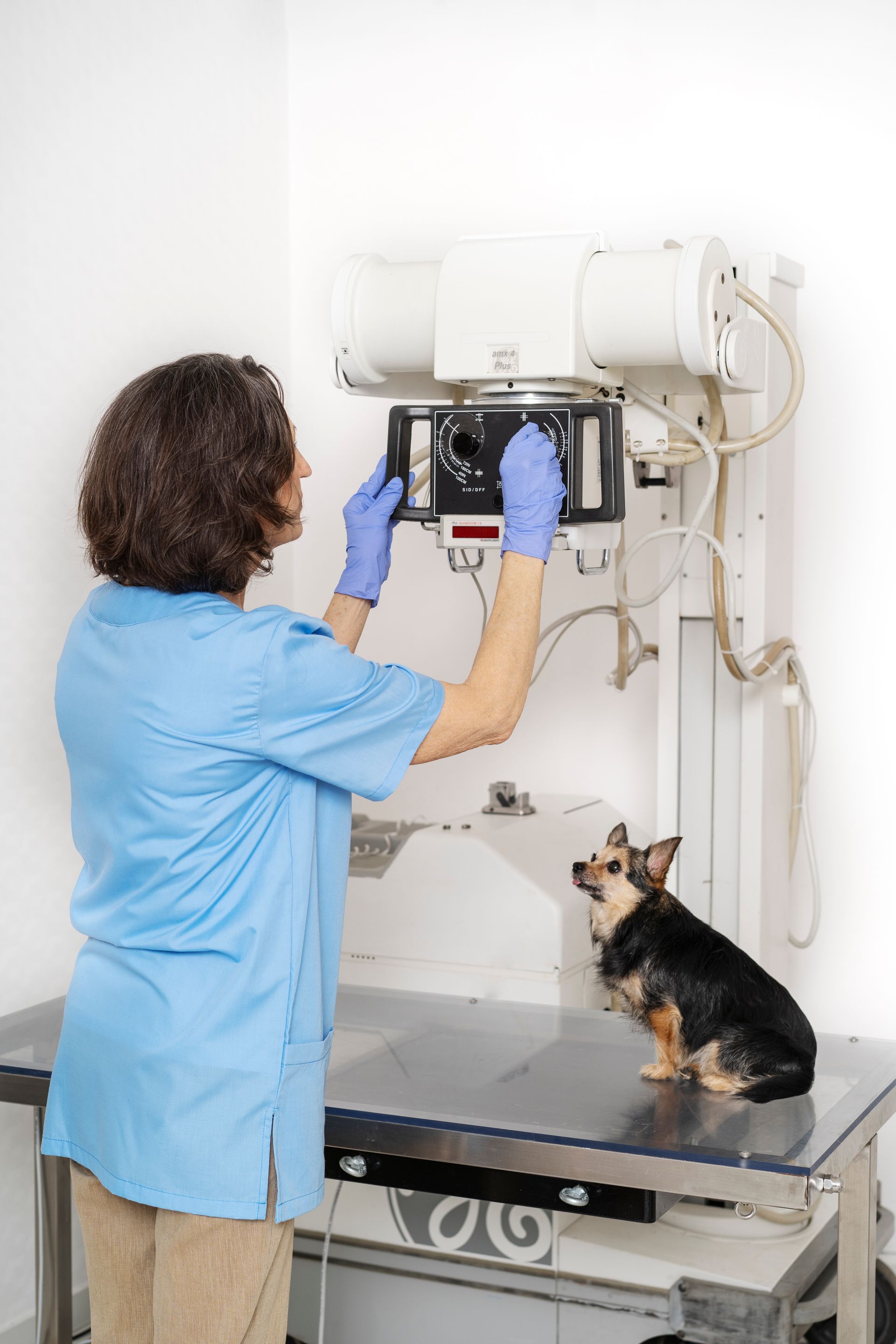 close up veterinary doctor taking care pet
