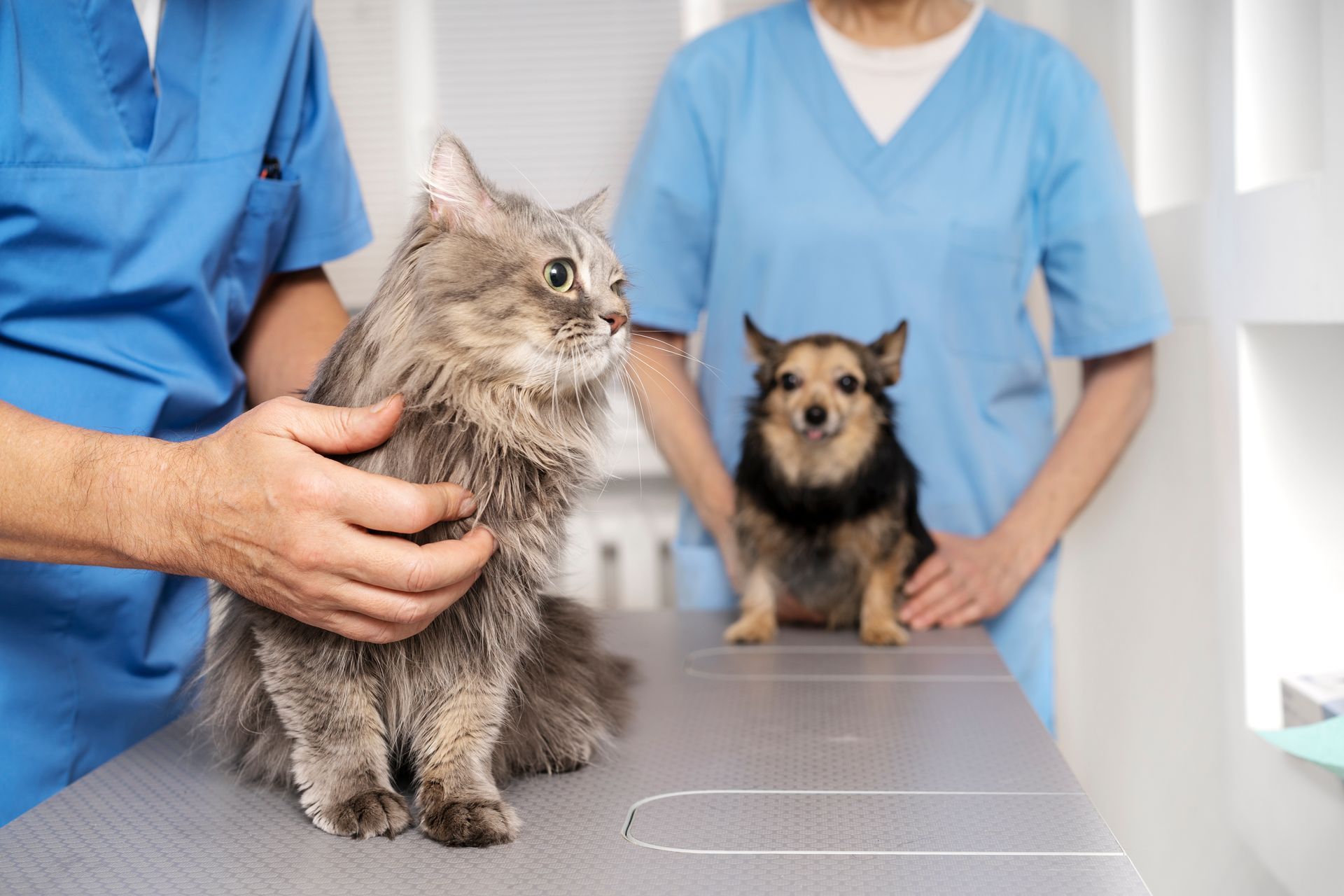 Two dogs on a vet exam table with veterinarians in blue scrubs in the background