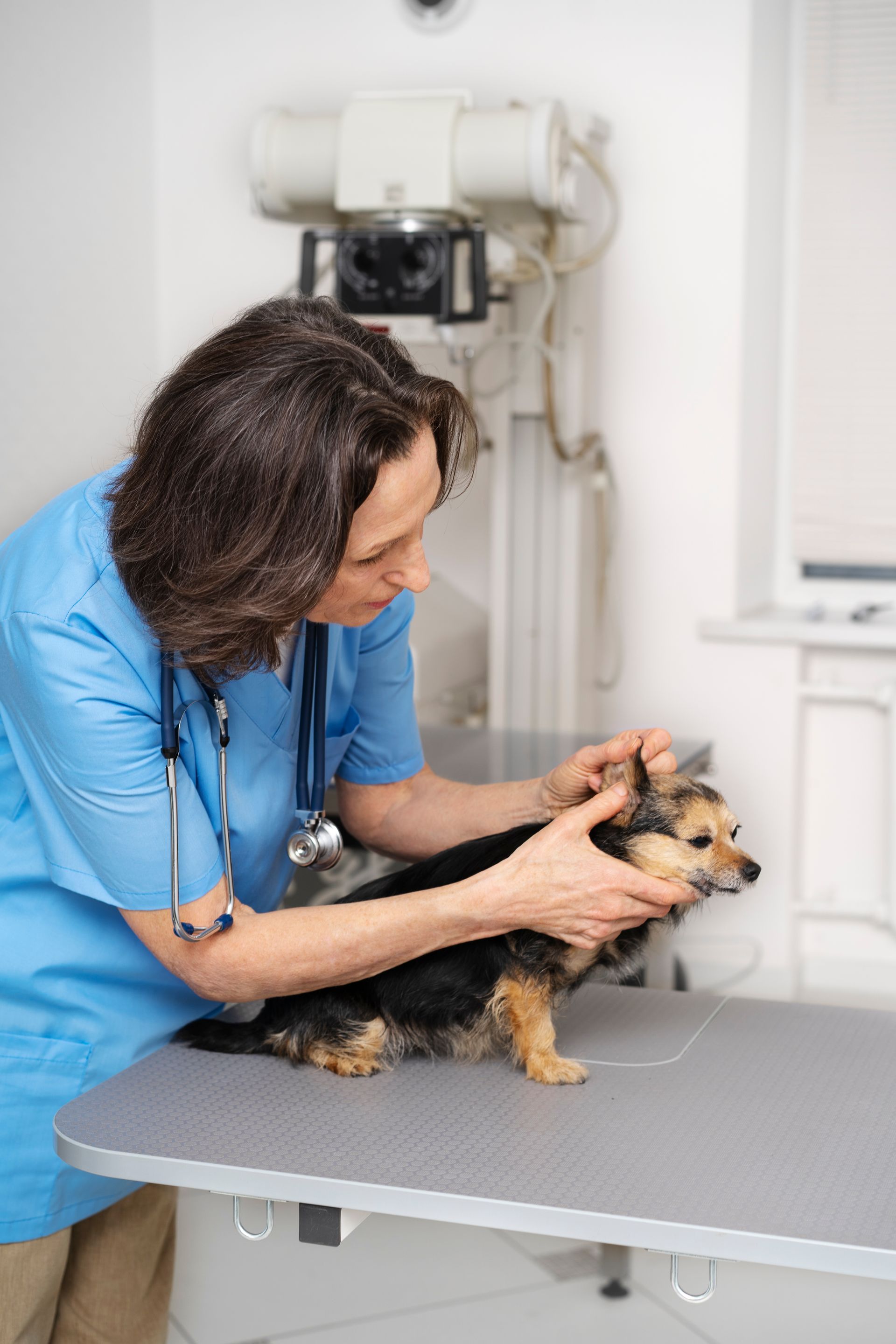 Veterinarian examining a small dog on a clinic exam table