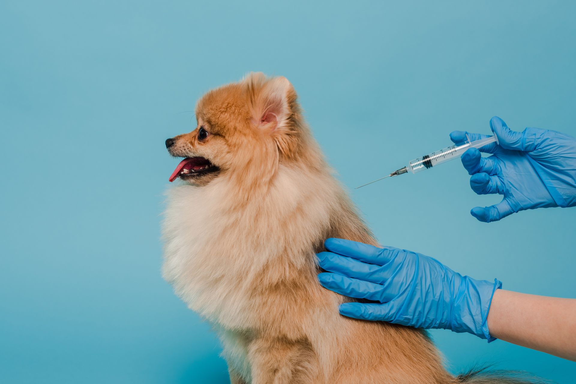 Veterinarian giving injection to dog