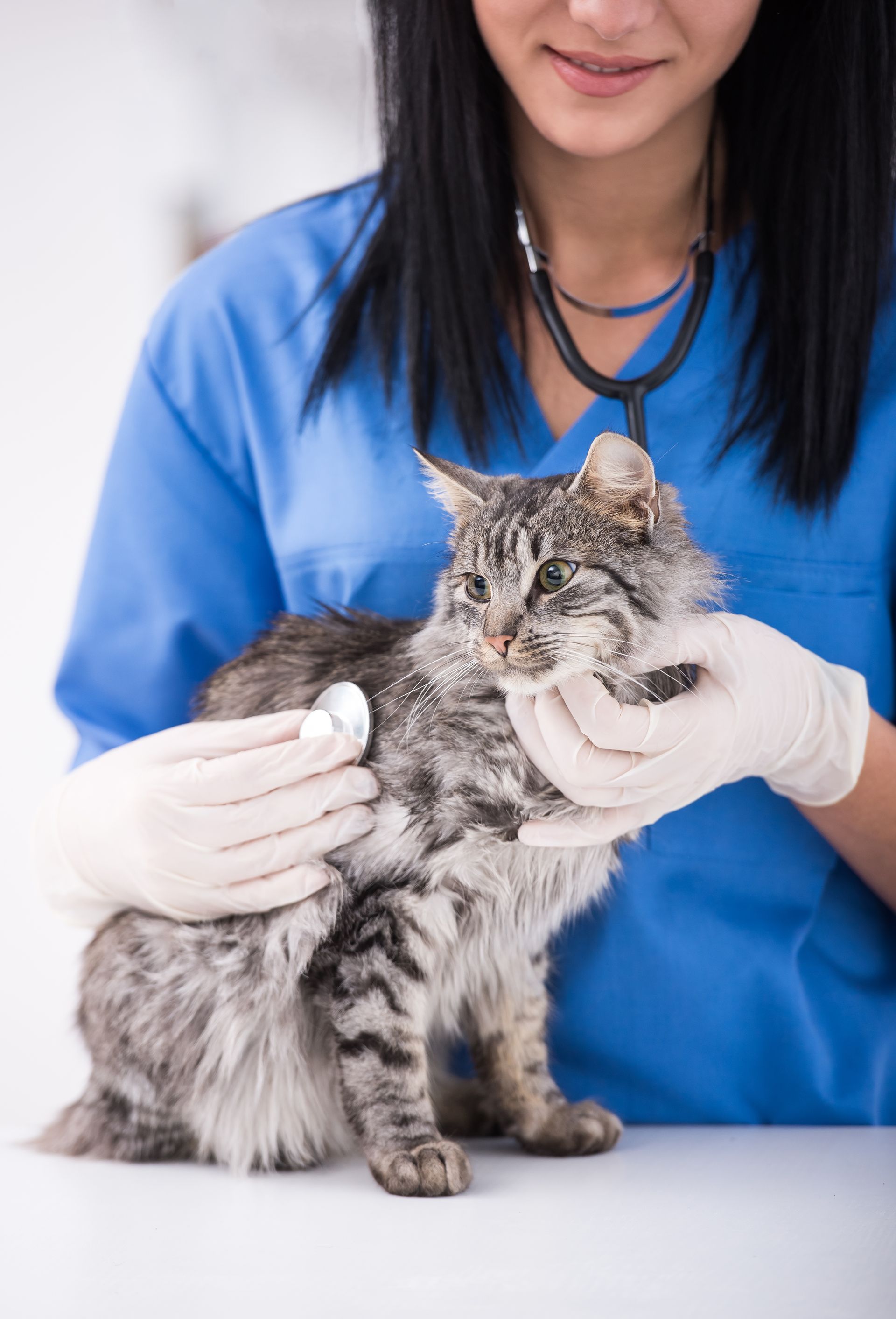 cute cat during examination by veterinarian