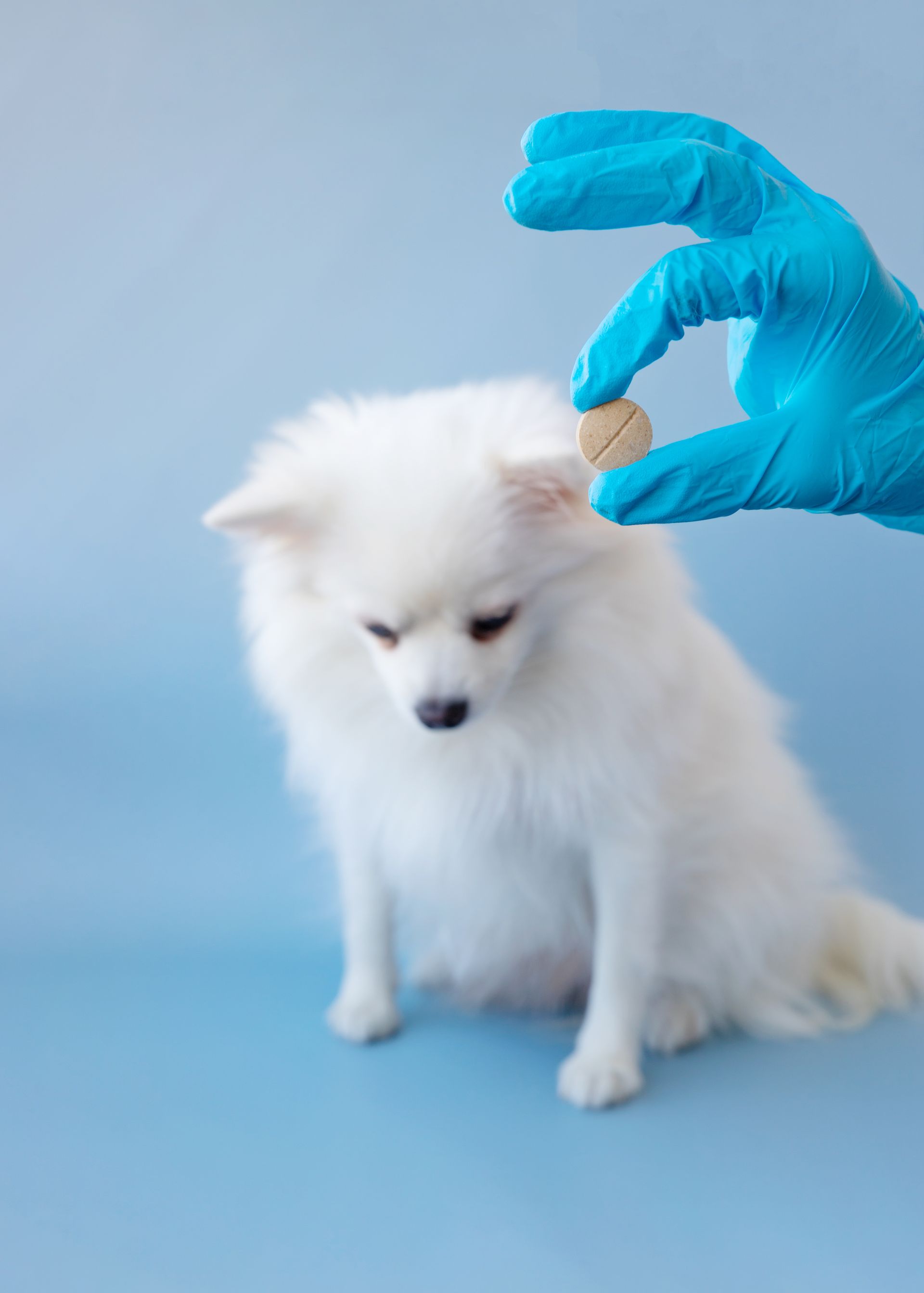 veterinarian giving deworming tablet to dog