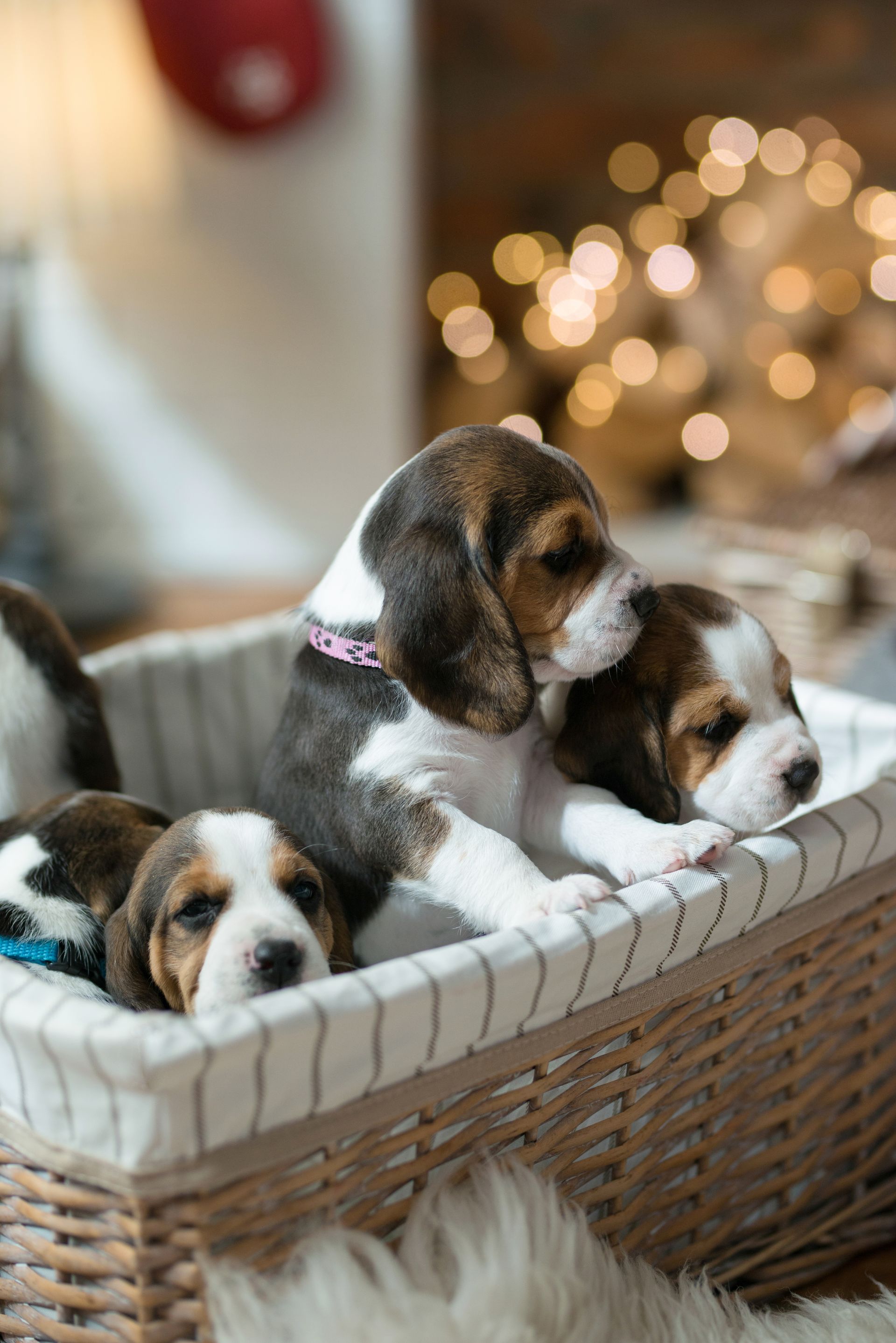 little puppy basket