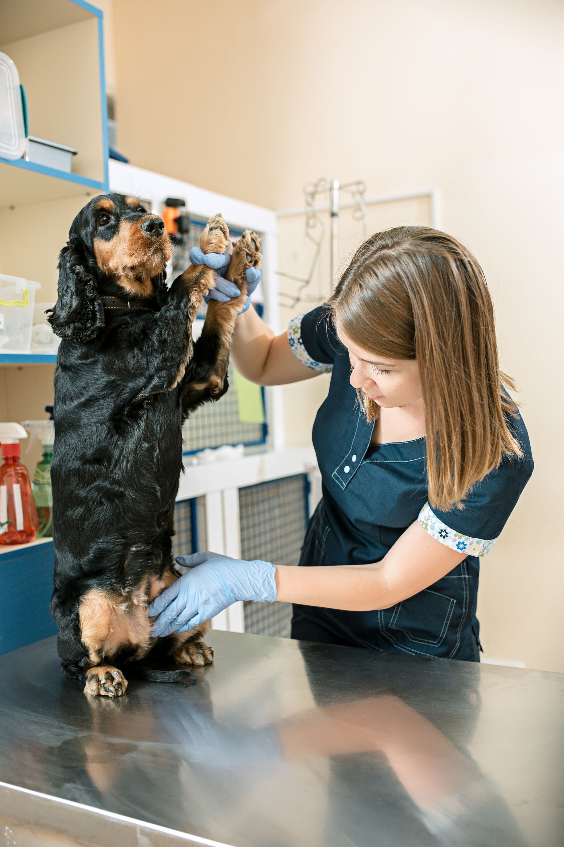 medicine pet care people concept dog veterinarian doctor vet clinic