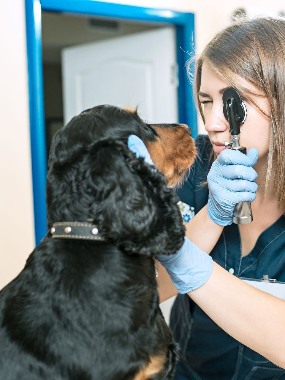 veterinarian examining dog eye