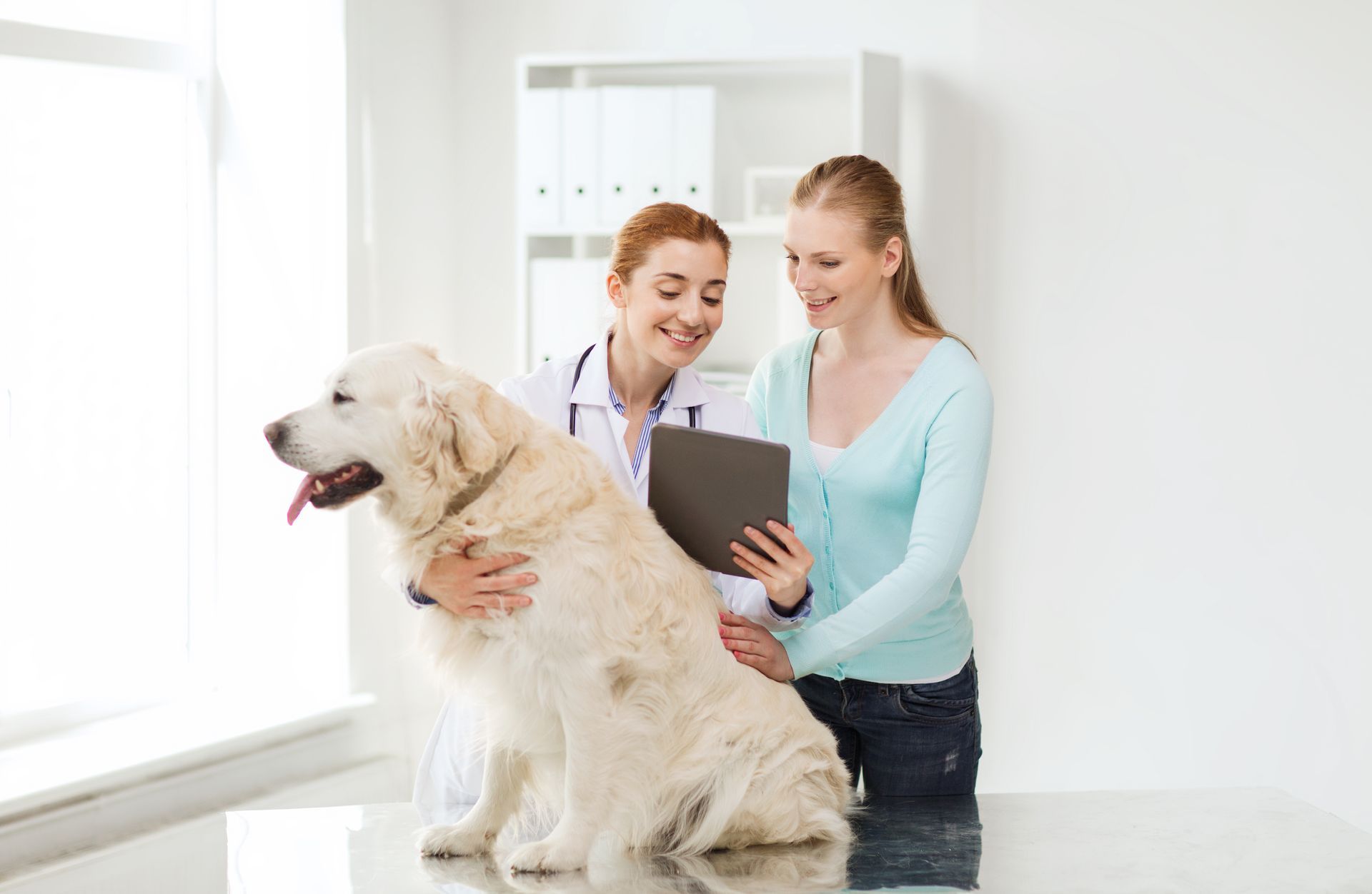 veterinarian consulting pet owner with dog