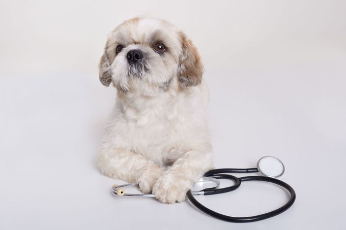 Small fluffy white dog with a stethoscope on a white background